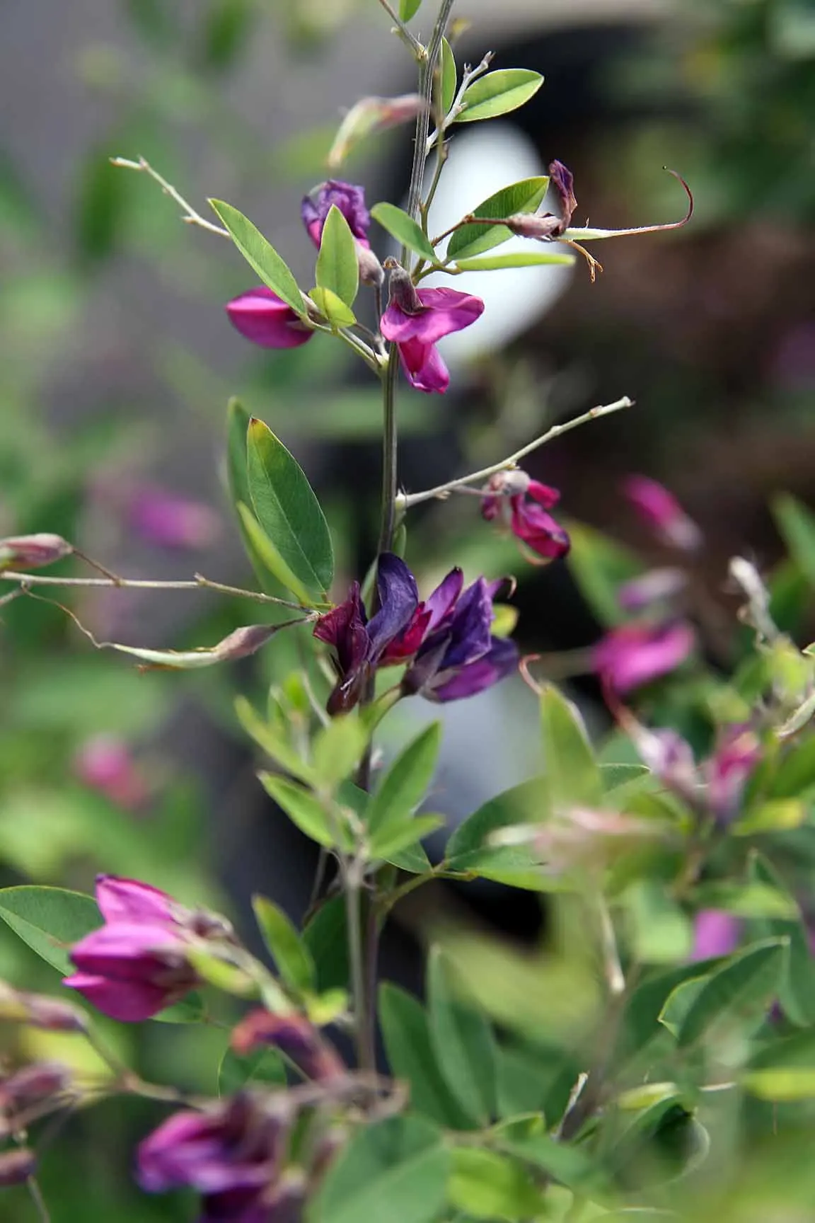 Japanese Bush Clover (Lespedeza Thunbergii 'Gibraltar') — 'Gibraltar' thrives in full sun to part shade and prefers well-drained soil