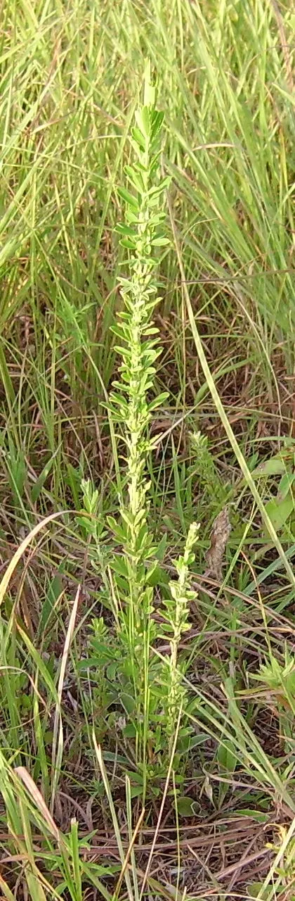 Japanese Bush Clover (Lespedeza Thunbergii 'Gibraltar') — For an ideal landscape scene; making it an excellent choice for adding texture, image 56