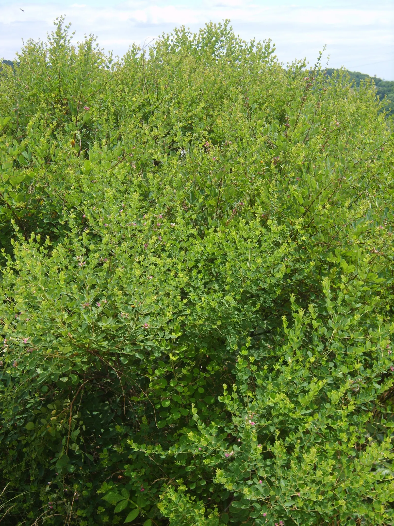 Japanese Bush Clover (Lespedeza Thunbergii 'Gibraltar') — The Japanese Bush Clover delivers a low-maintenance