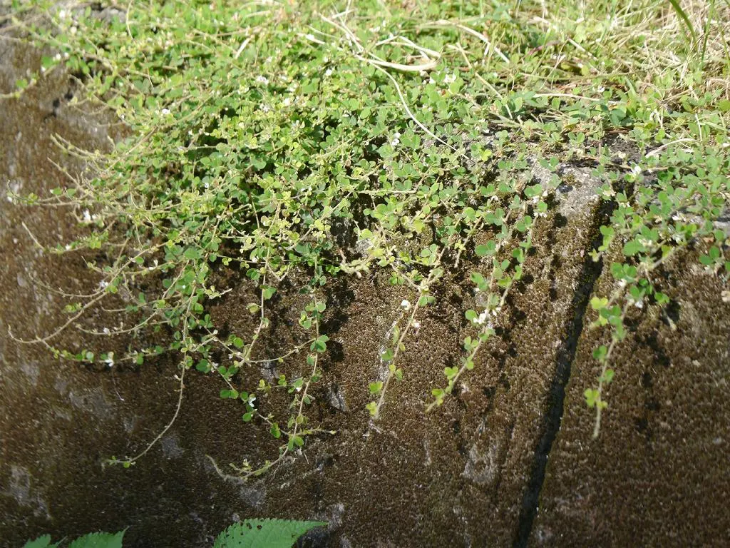 Japanese Bush Clover (Lespedeza Thunbergii 'Gibraltar') — or coneflowers to create a dynamic and contrasting display.<br><br>In terms of, image 79