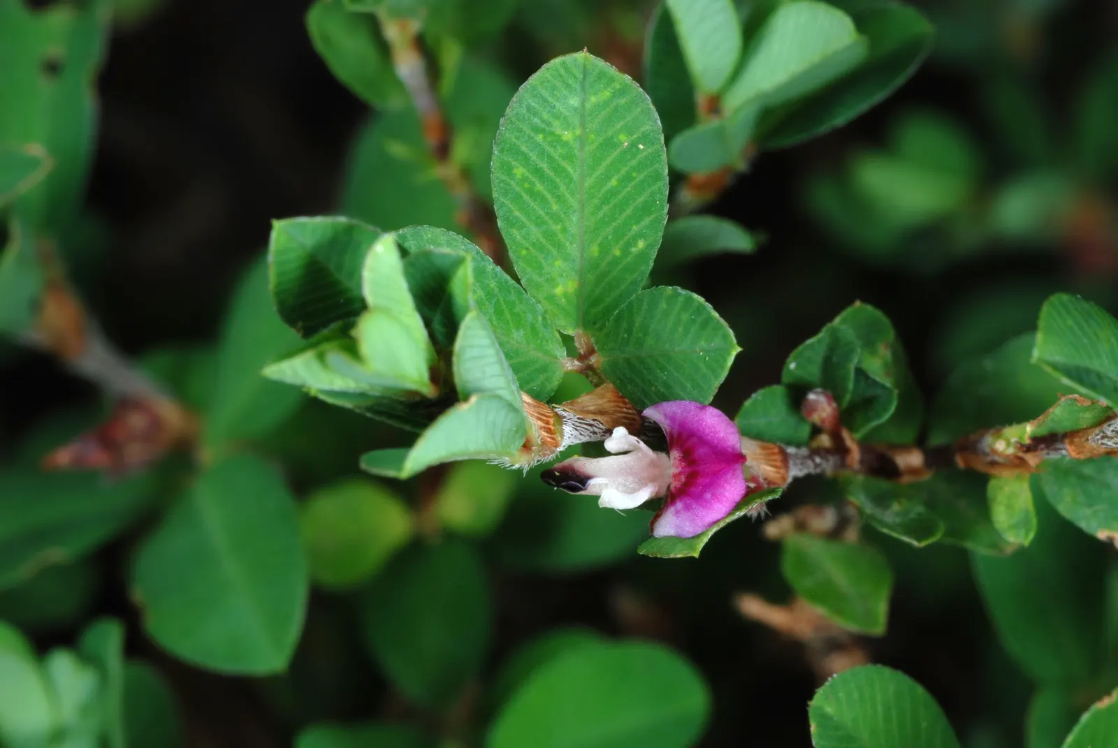 Japanese Bush Clover (Lespedeza Thunbergii 'Gibraltar') — making it an excellent choice for adding texture, image 74