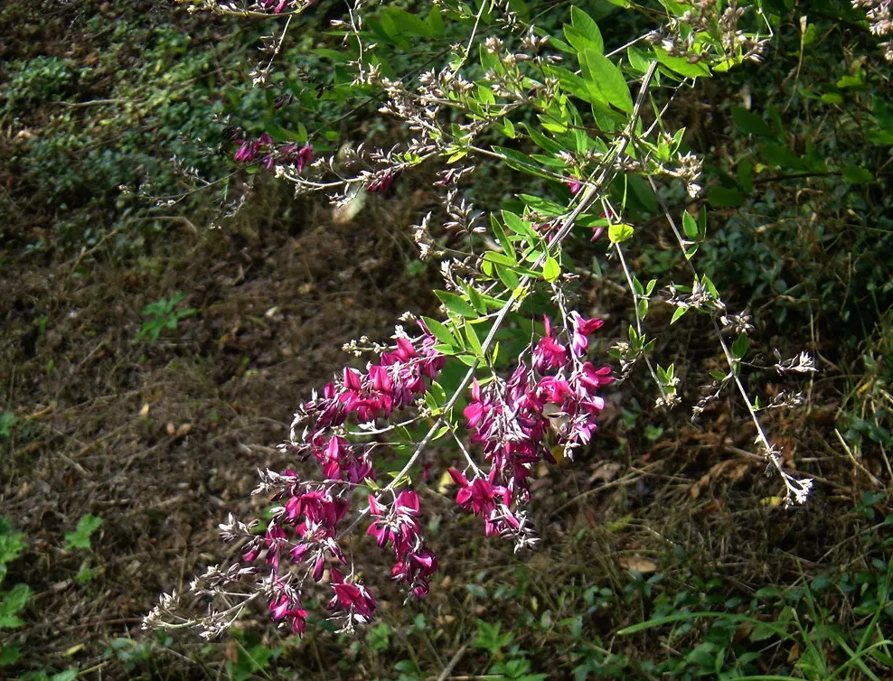 Japanese Bush Clover (Lespedeza Thunbergii 'Gibraltar') — This variety typically reaches a mature height of 4 to 5 feet with a spread of 5 to 6 feet