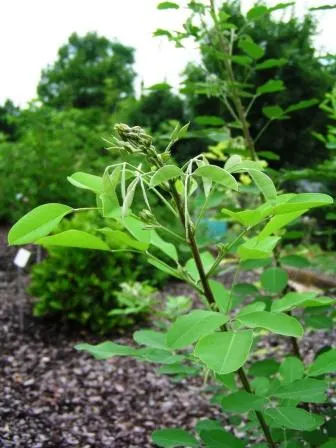 Japanese Bush Clover (Lespedeza Thunbergii 'Gibraltar') — grass / shrub with pink blooms; making it an excellent choice for adding texture, image 62