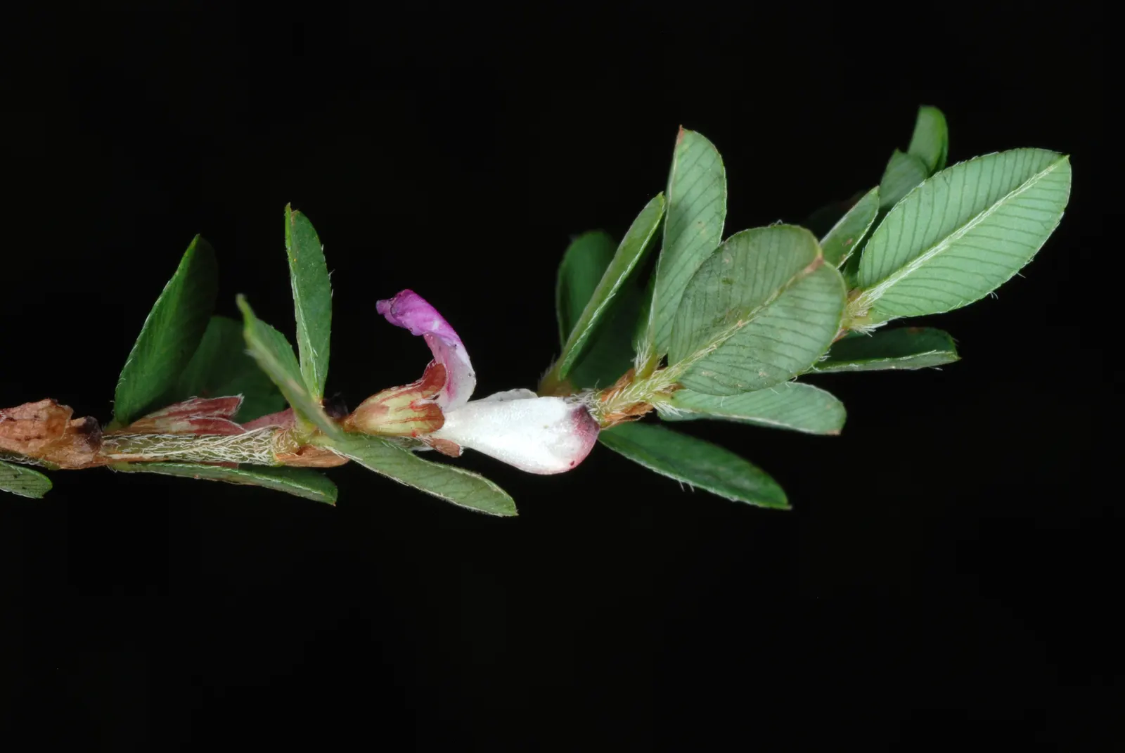 Japanese Bush Clover (Lespedeza Thunbergii 'Gibraltar') — scientifically known as Lespedeza thunbergii 'Gibraltar'
