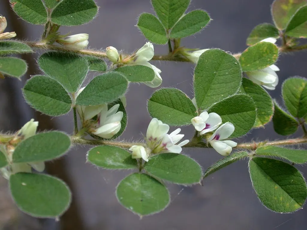 Japanese Bush Clover (Lespedeza Thunbergii 'Gibraltar') — Throughout the summer and into fall; prune in late winter for best blooms, image 49