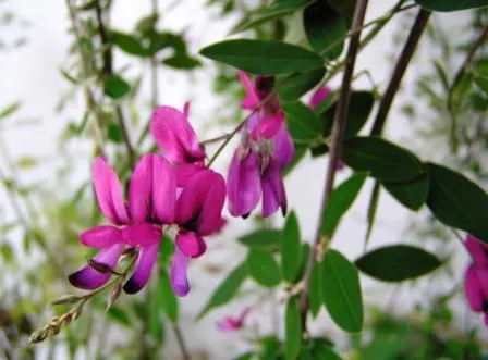 Japanese Bush Clover (Lespedeza Thunbergii 'Gibraltar') — Adds a burst of color and texture to any garden; making it an excellent choice for adding, image 47