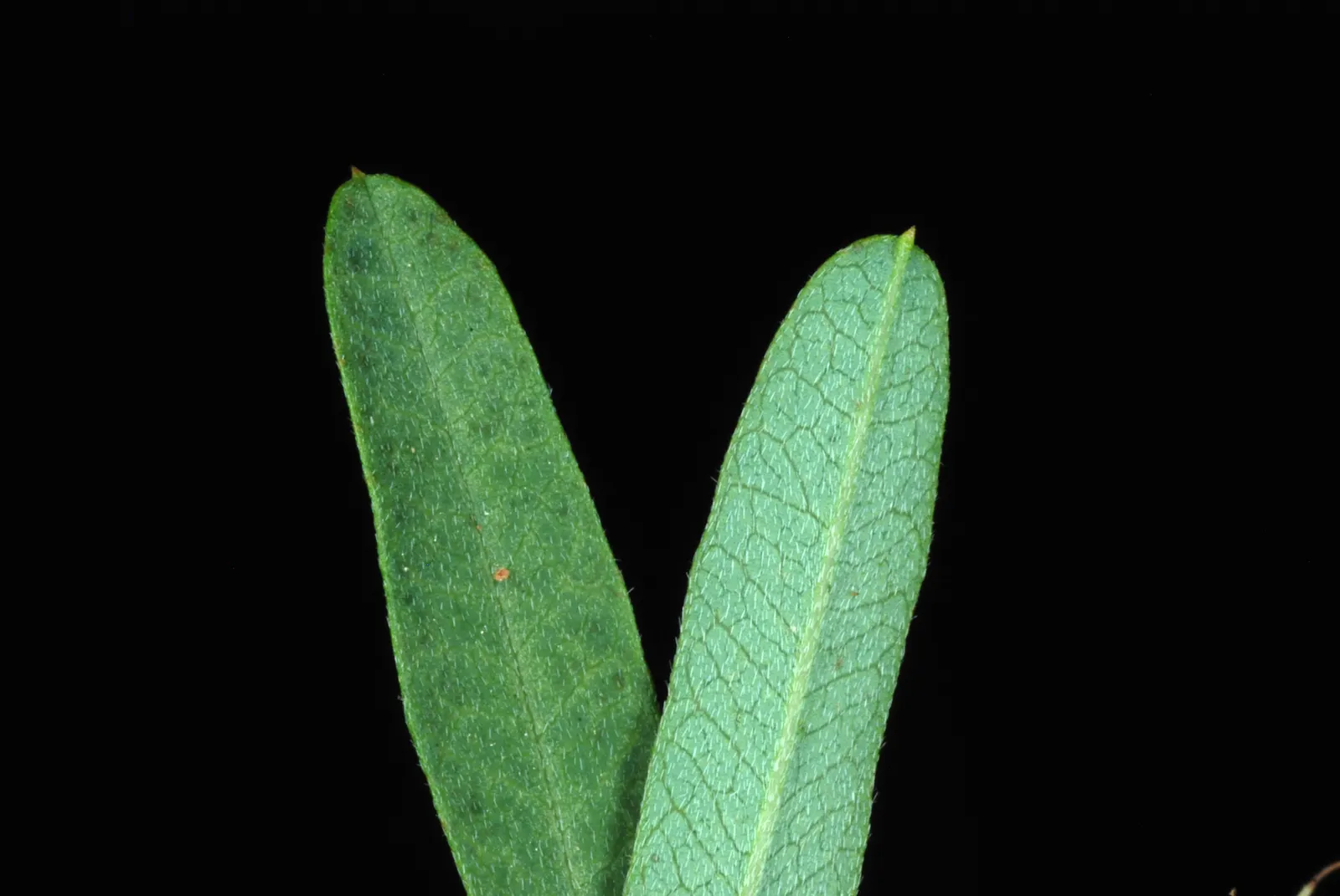 Japanese Bush Clover (Lespedeza Thunbergii 'Gibraltar') — Prune in late winter for best blooms, image 67