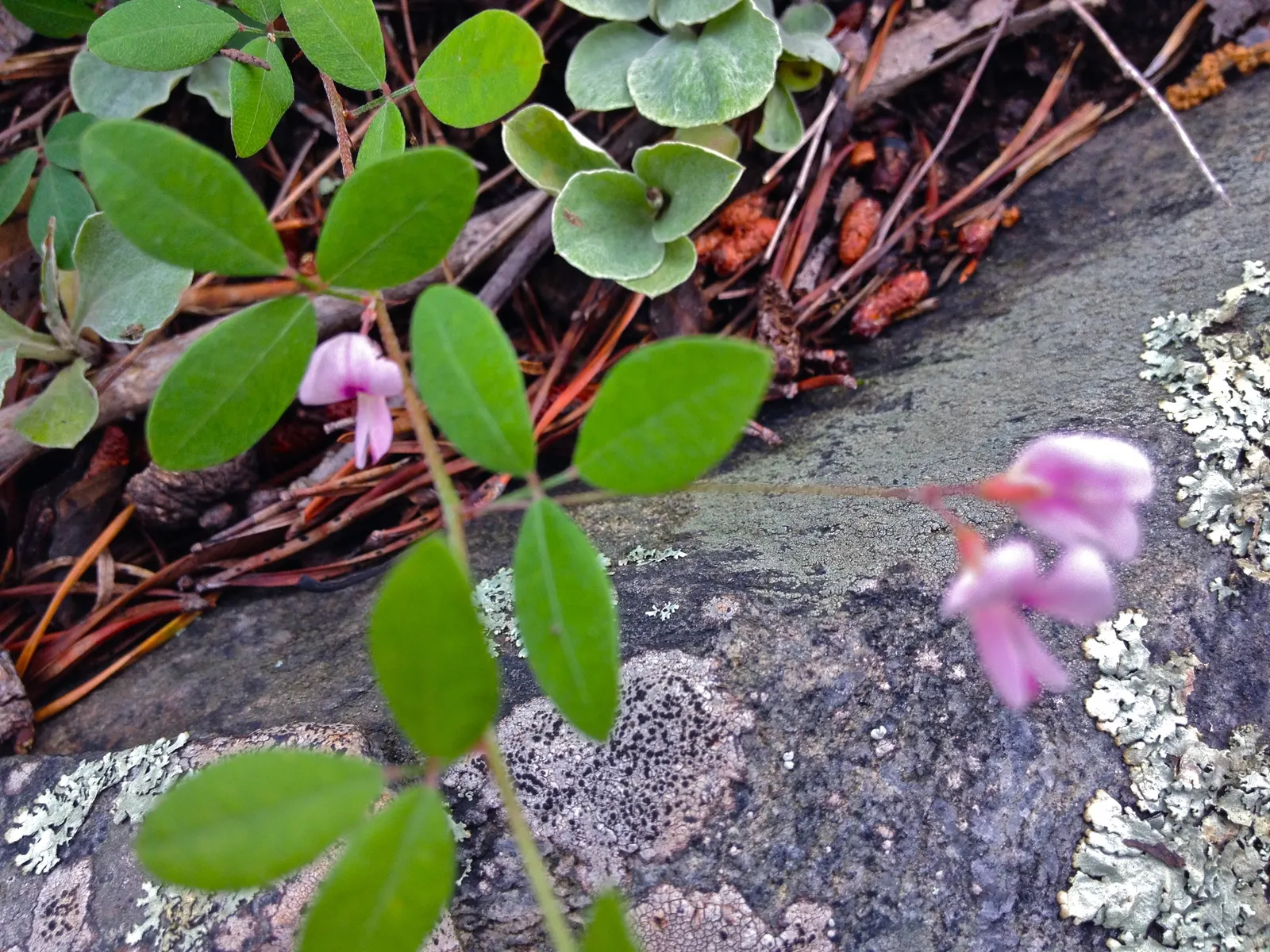 Japanese Bush Clover (Lespedeza Thunbergii 'Gibraltar') — This variety typically reaches a mature height of 4 to 5 feet with a spread of 5 to 6 feet; prune in