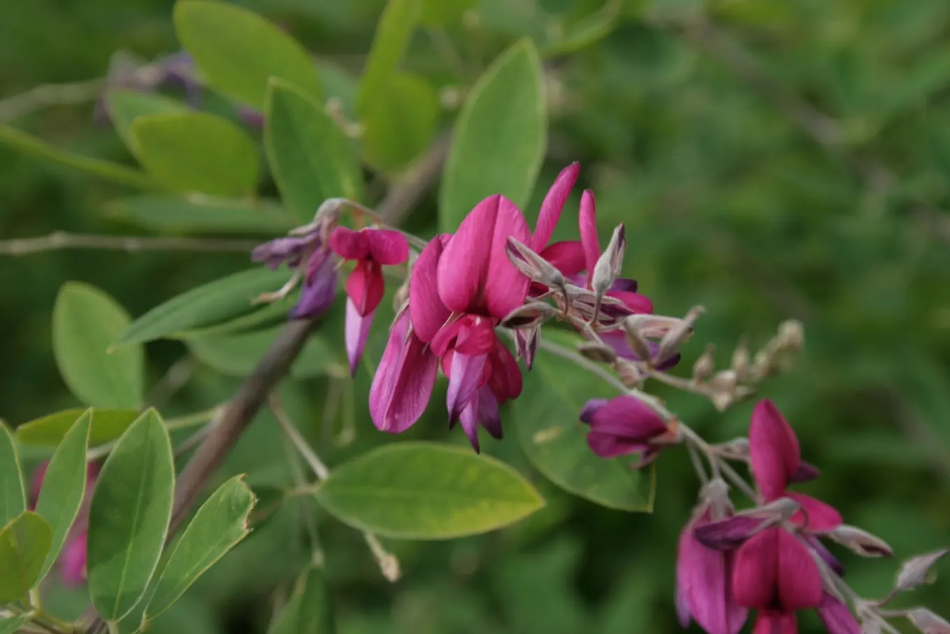 Japanese Bush Clover (Lespedeza Thunbergii 'Gibraltar') — The Japanese Bush Clover delivers a low-maintenance; making it an excellent choice for adding texture