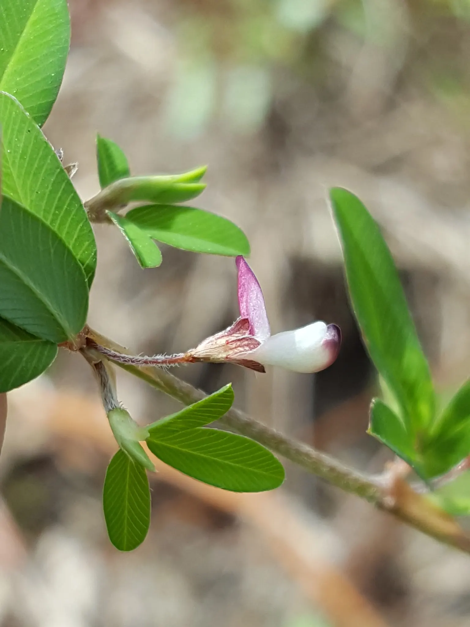 Japanese Bush Clover (Lespedeza Thunbergii 'Gibraltar') — Prune in late winter for best blooms, image 25