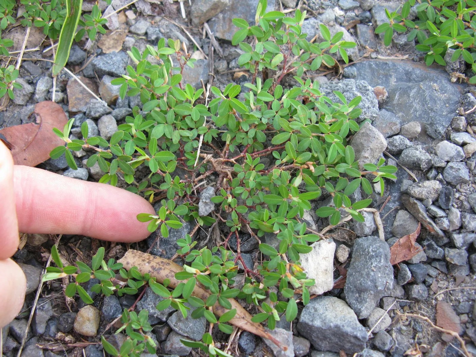 Japanese Bush Clover (Lespedeza Thunbergii 'Gibraltar') — Adds a burst of color and texture to any garden; making it an excellent choice for adding, image 68