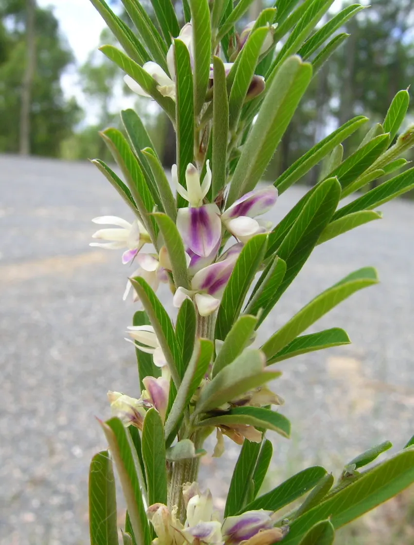 Japanese Bush Clover (Lespedeza Thunbergii 'Gibraltar') — Thrives in full sun to part shade, prefers well-drained soil, and tolerates drought once established