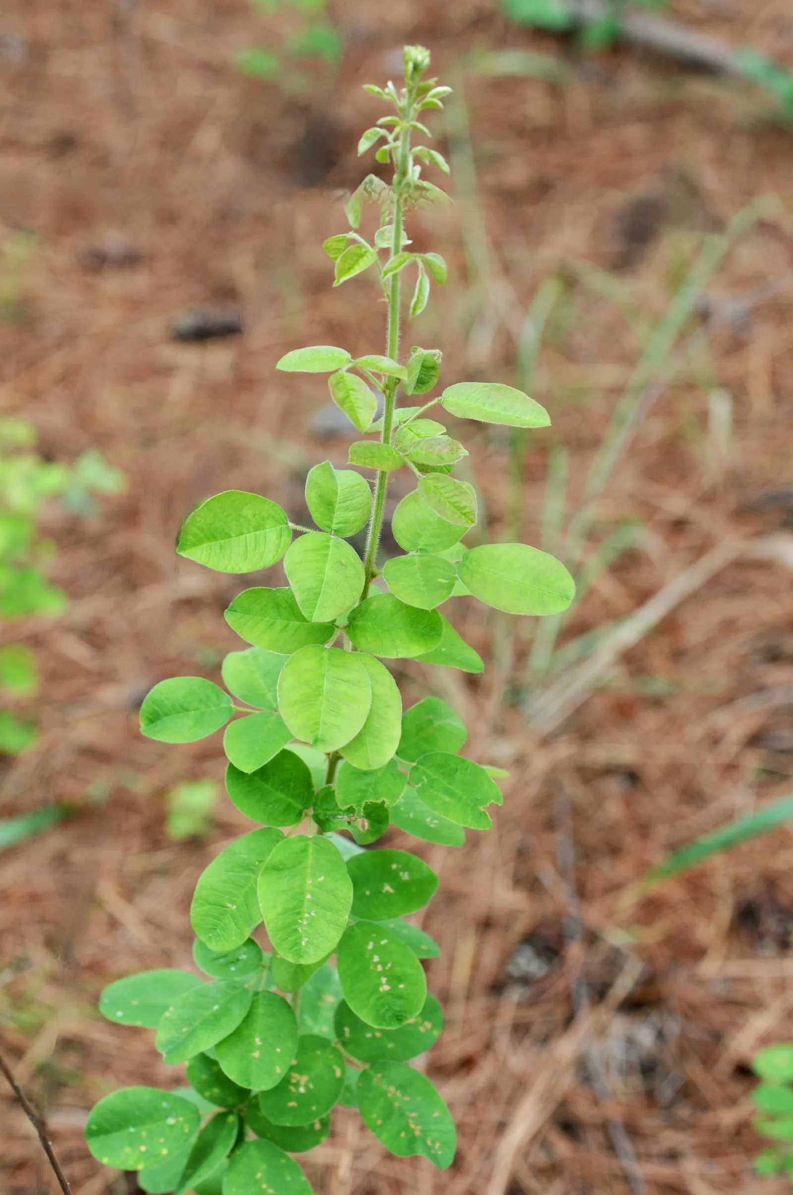 Japanese Bush Clover (Lespedeza Thunbergii 'Gibraltar') — Thrives in full sun to part shade, prefers well-drained soil, and tolerates drought once, image 66