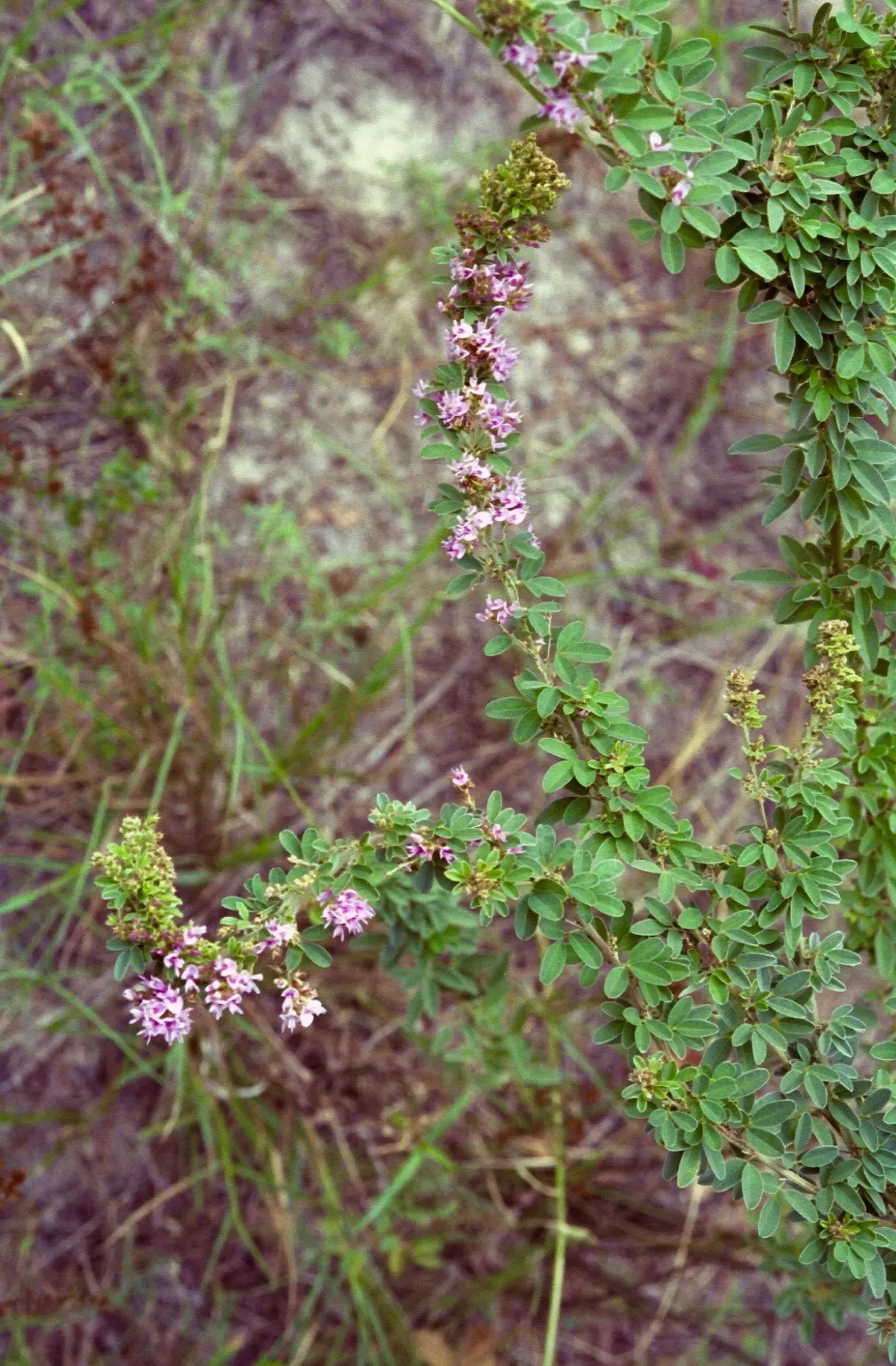 Japanese Bush Clover (Lespedeza Thunbergii 'Gibraltar') — 'Gibraltar' thrives in full sun to part shade and prefers well-drained soil; high-impact, image 54
