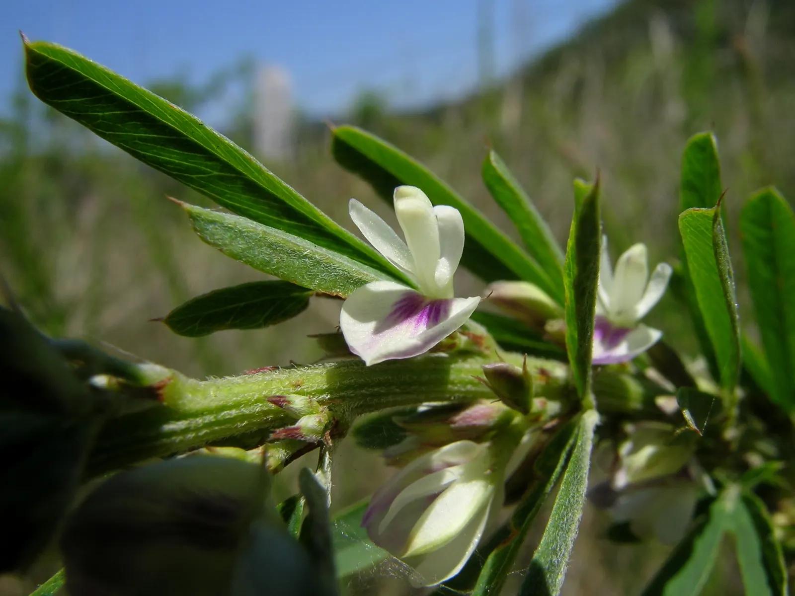 Japanese Bush Clover (Lespedeza Thunbergii 'Gibraltar') — pair it with ornamental grasses; high-impact presence that captivates viewers with its, image 57