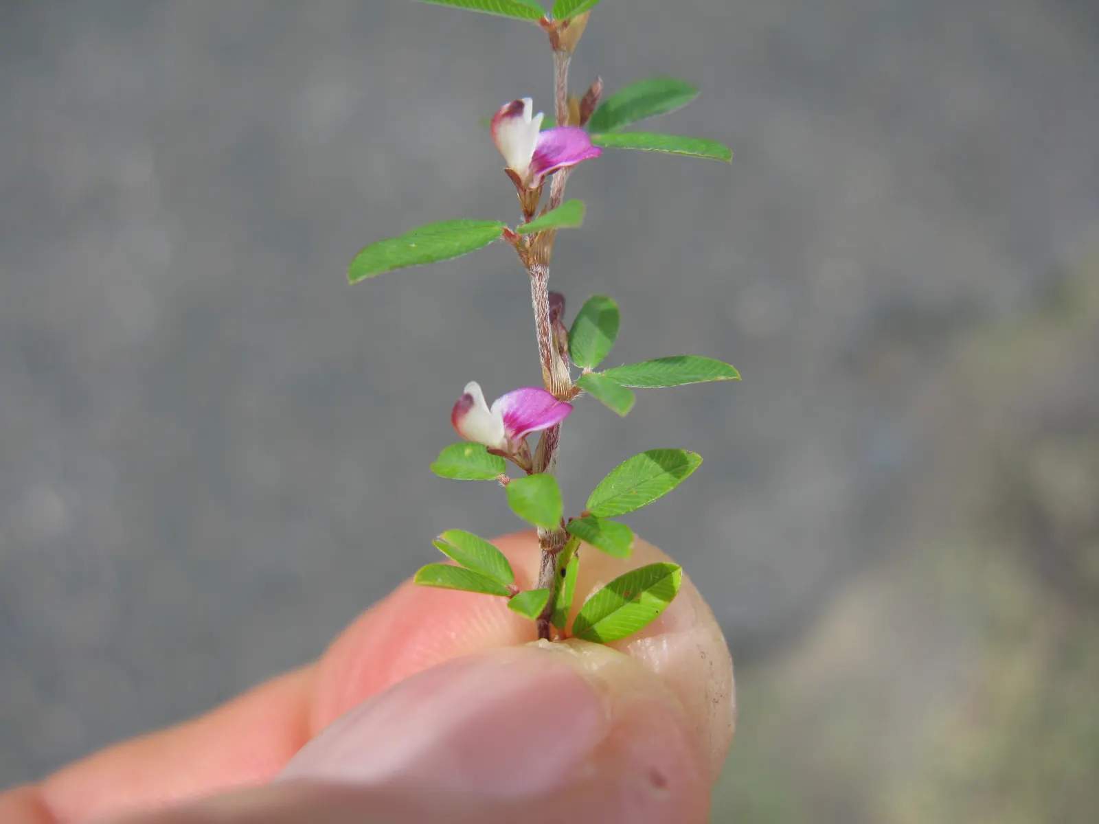 Japanese Bush Clover (Lespedeza Thunbergii 'Gibraltar') — This cultivar is notably drought-tolerant once established; prune in late winter for best, image 55