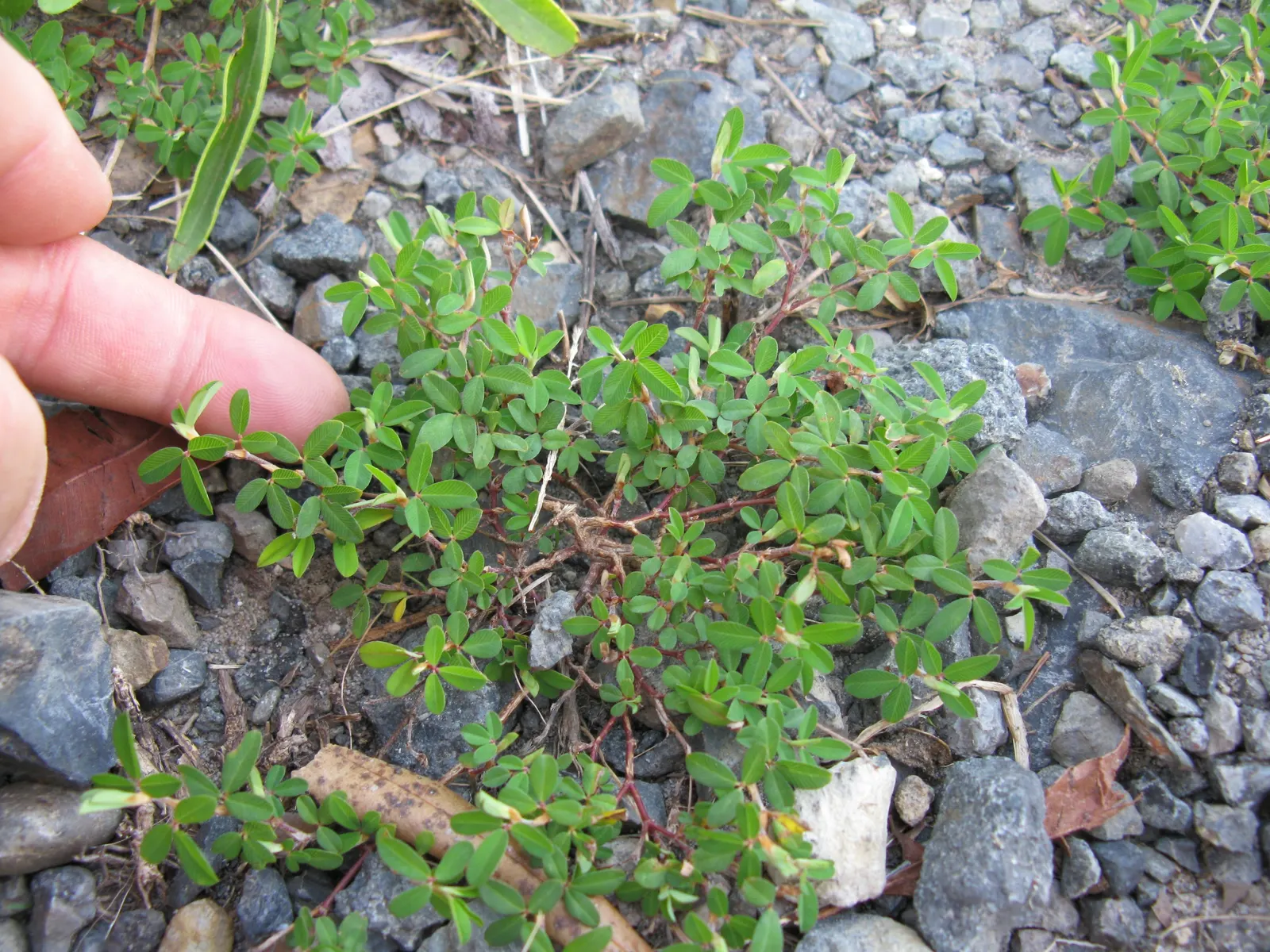Japanese Bush Clover (Lespedeza Thunbergii 'Gibraltar') — Adorned with dense, rosy-purple flowers in late summer to fall, it creates a striking, image 65
