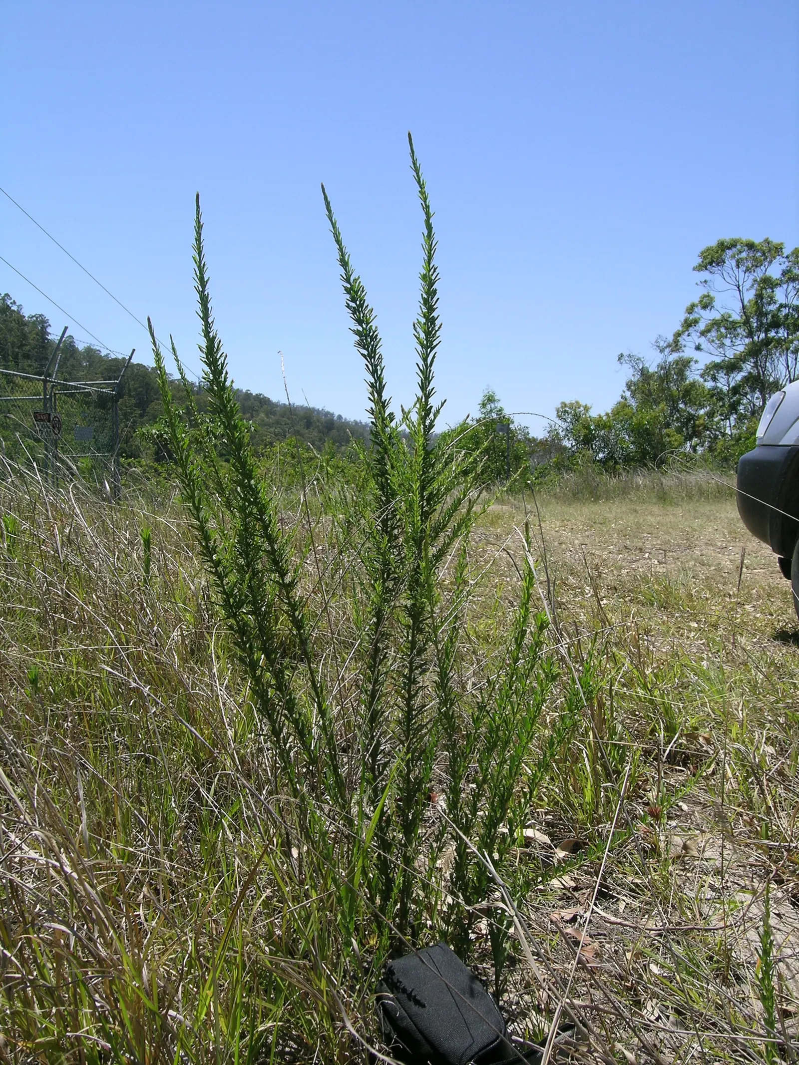 Japanese Bush Clover (Lespedeza Thunbergii 'Gibraltar') — or coneflowers to create a dynamic and contrasting display.<br><br>In terms of maintenance