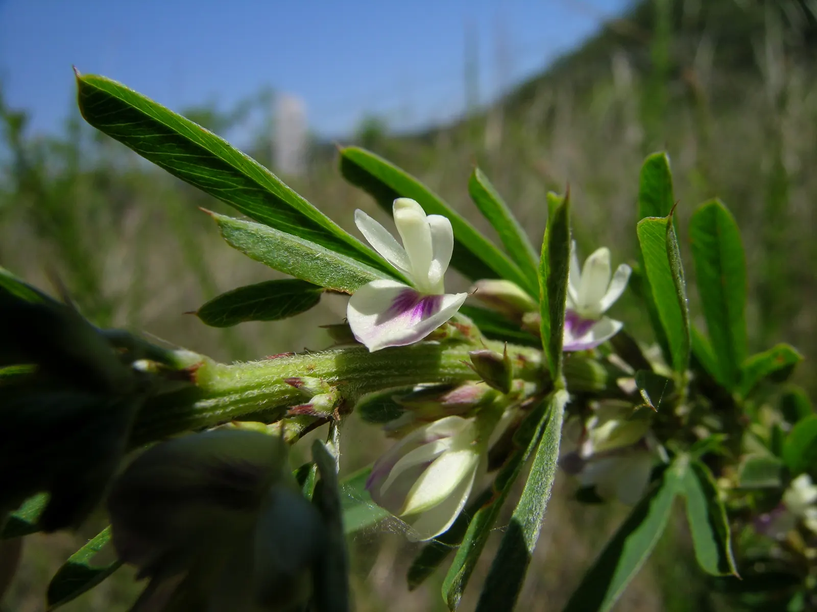 Japanese Bush Clover (Lespedeza Thunbergii 'Gibraltar') — Throughout the summer and into fall; prune in late winter for best blooms, image 70