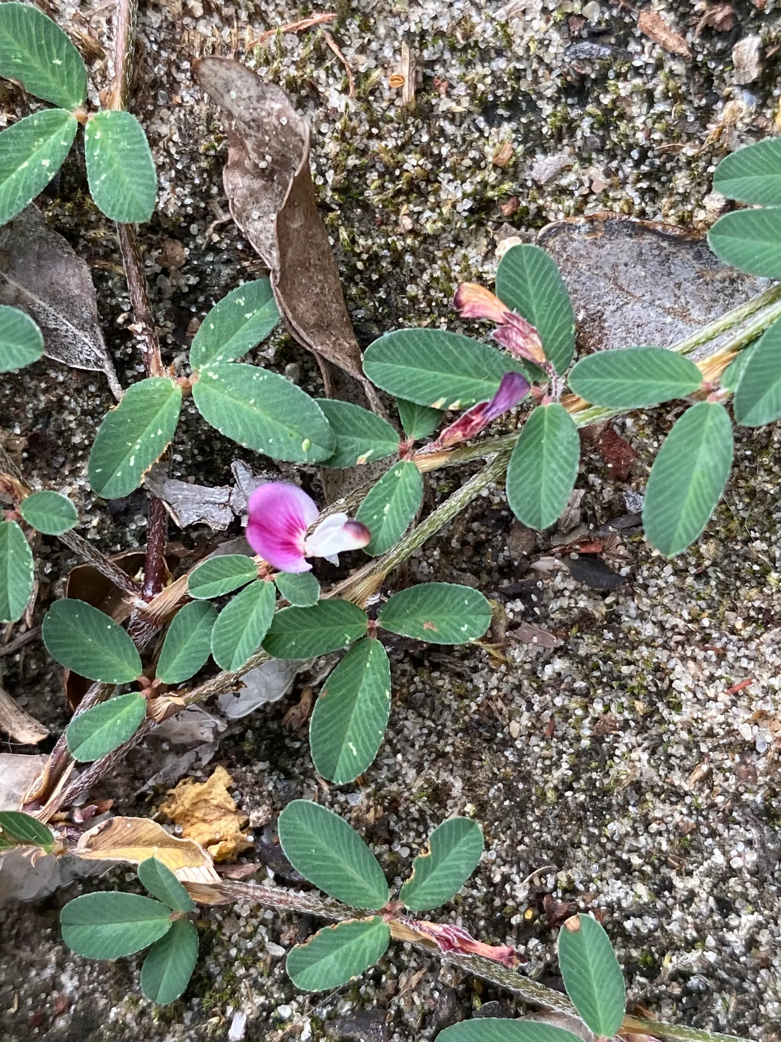 Japanese Bush Clover (Lespedeza Thunbergii 'Gibraltar') — high-impact presence that captivates viewers with its airy elegance and resilient nature
