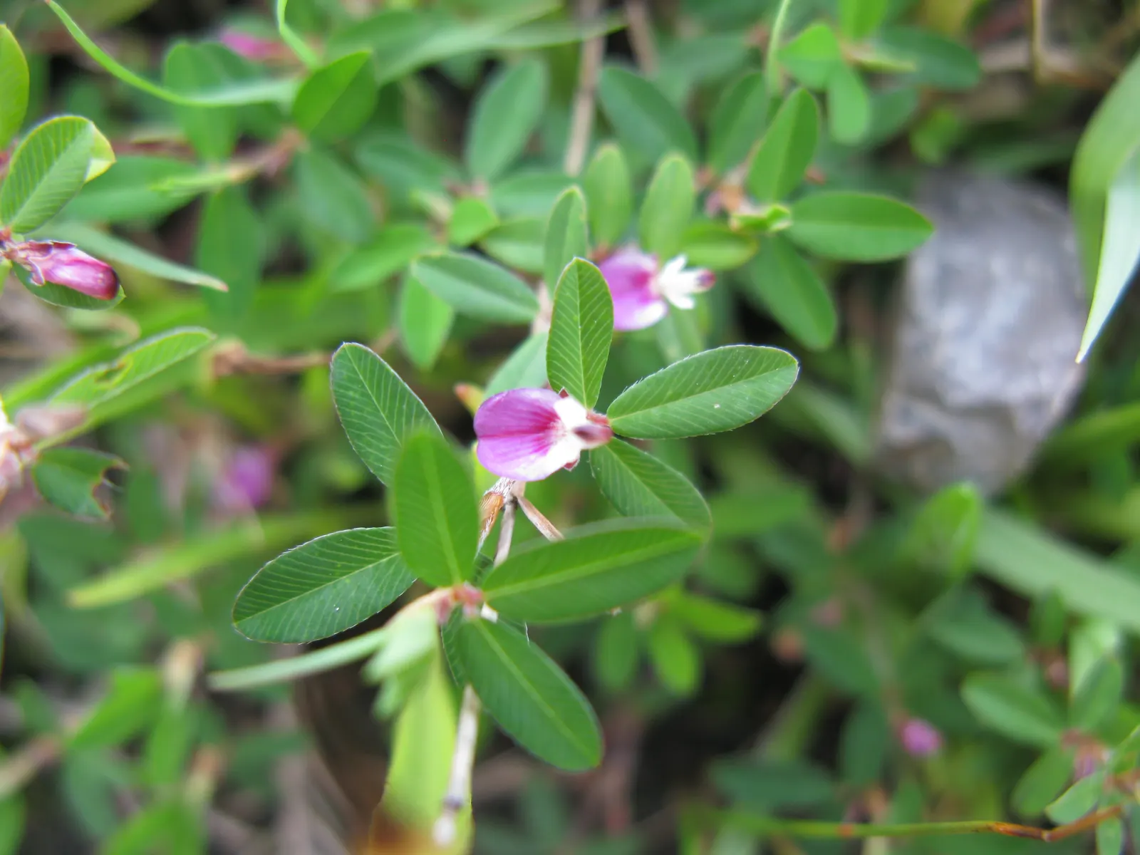 Japanese Bush Clover (Lespedeza Thunbergii 'Gibraltar') — Adds a burst of color and texture to any garden; making it an excellent choice for adding texture