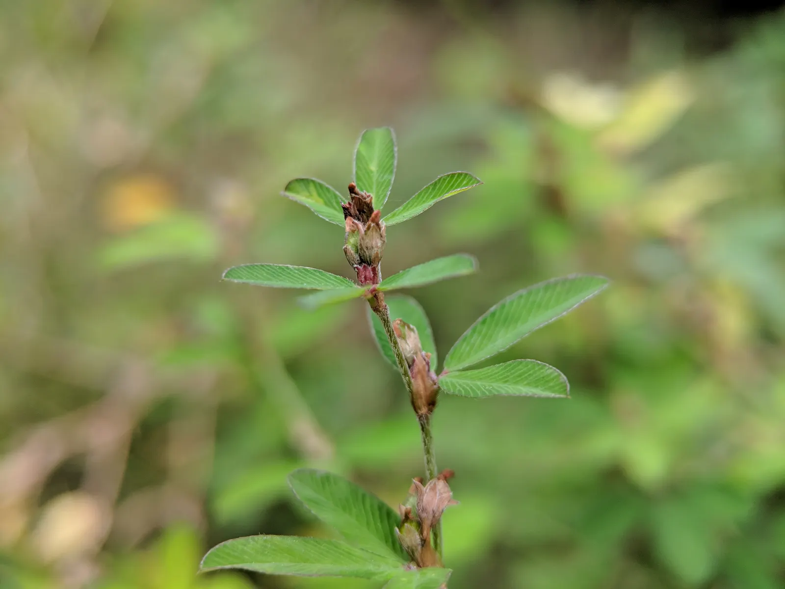 Japanese Bush Clover (Lespedeza Thunbergii 'Gibraltar') — pair it with ornamental grasses