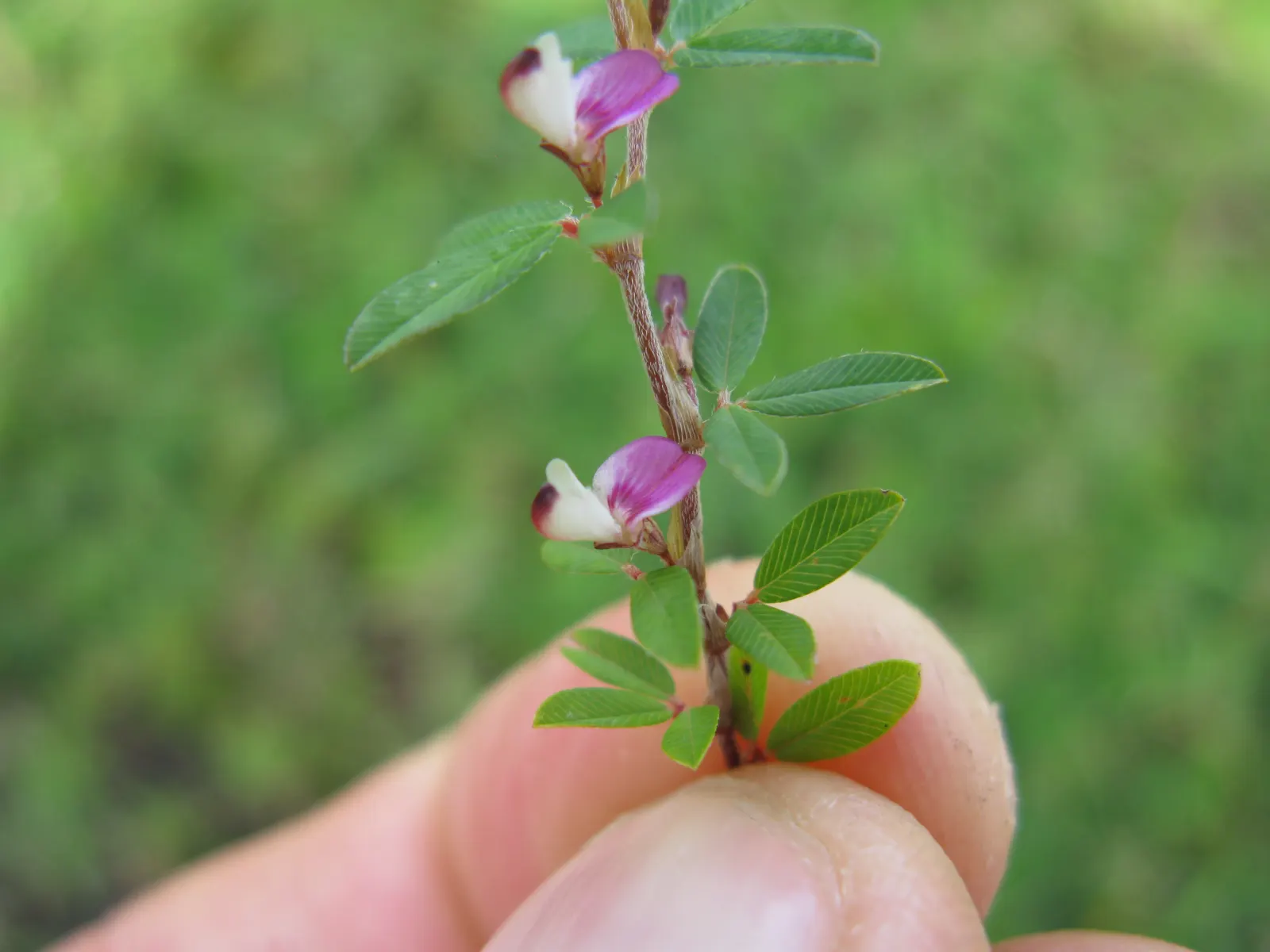 Japanese Bush Clover (Lespedeza Thunbergii 'Gibraltar') — making it an excellent choice for adding texture