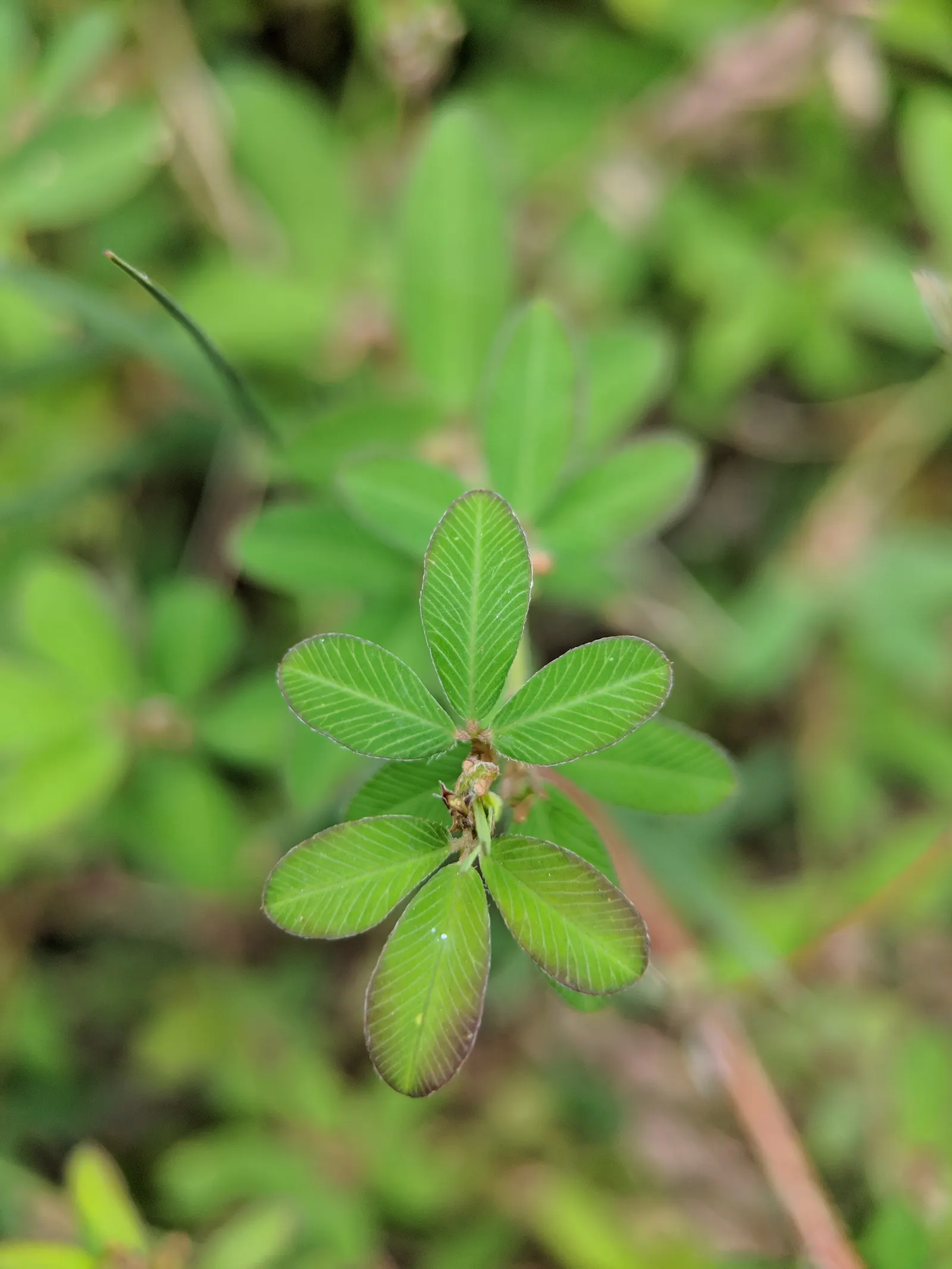 Japanese Bush Clover (Lespedeza Thunbergii 'Gibraltar') — The Japanese Bush Clover delivers a low-maintenance; making it an excellent choice for, image 80