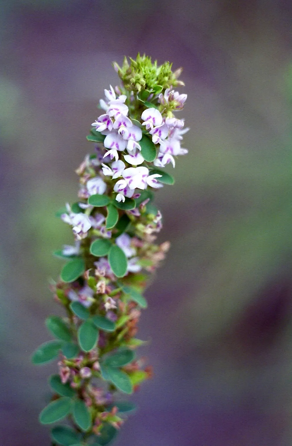 Japanese Bush Clover (Lespedeza Thunbergii 'Gibraltar') — scientifically known as Lespedeza thunbergii 'Gibraltar'; high-impact presence that, image 48