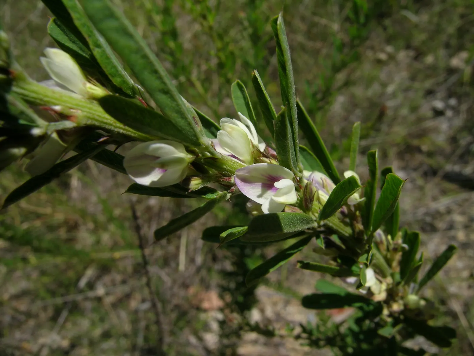 Japanese Bush Clover (Lespedeza Thunbergii 'Gibraltar') — making it an excellent choice for adding texture, image 53