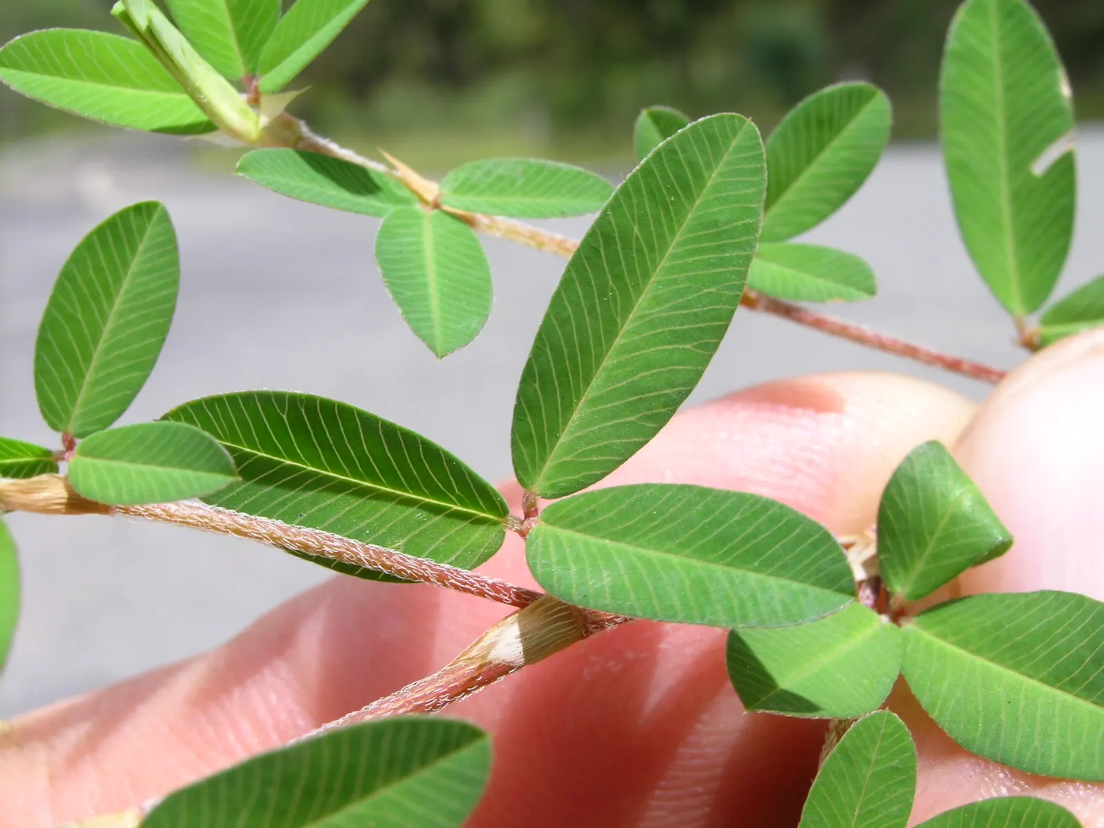 Japanese Bush Clover (Lespedeza Thunbergii 'Gibraltar') — making it an excellent choice for adding texture, image 32