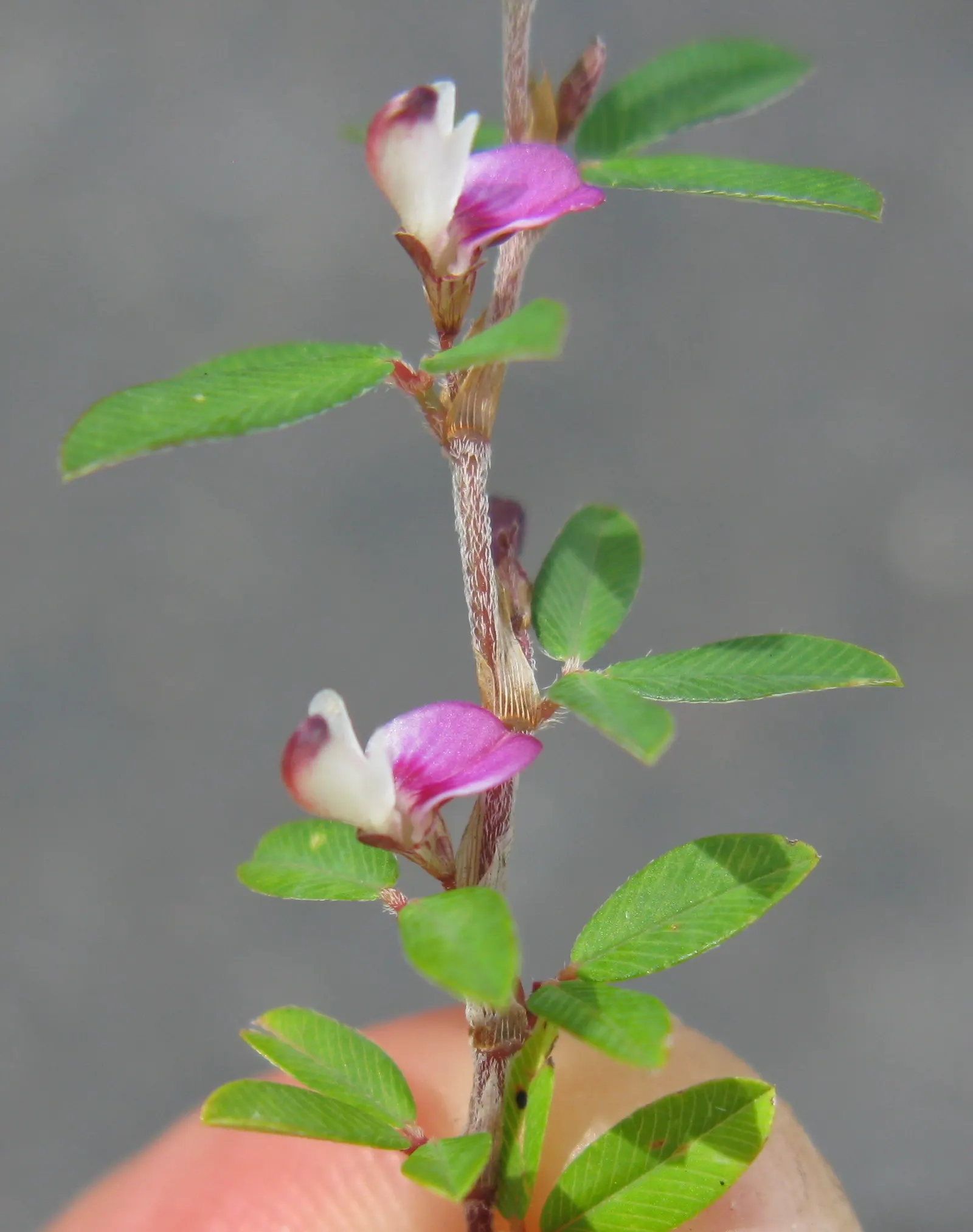 Japanese Bush Clover (Lespedeza Thunbergii 'Gibraltar') — grass / shrub with pink blooms