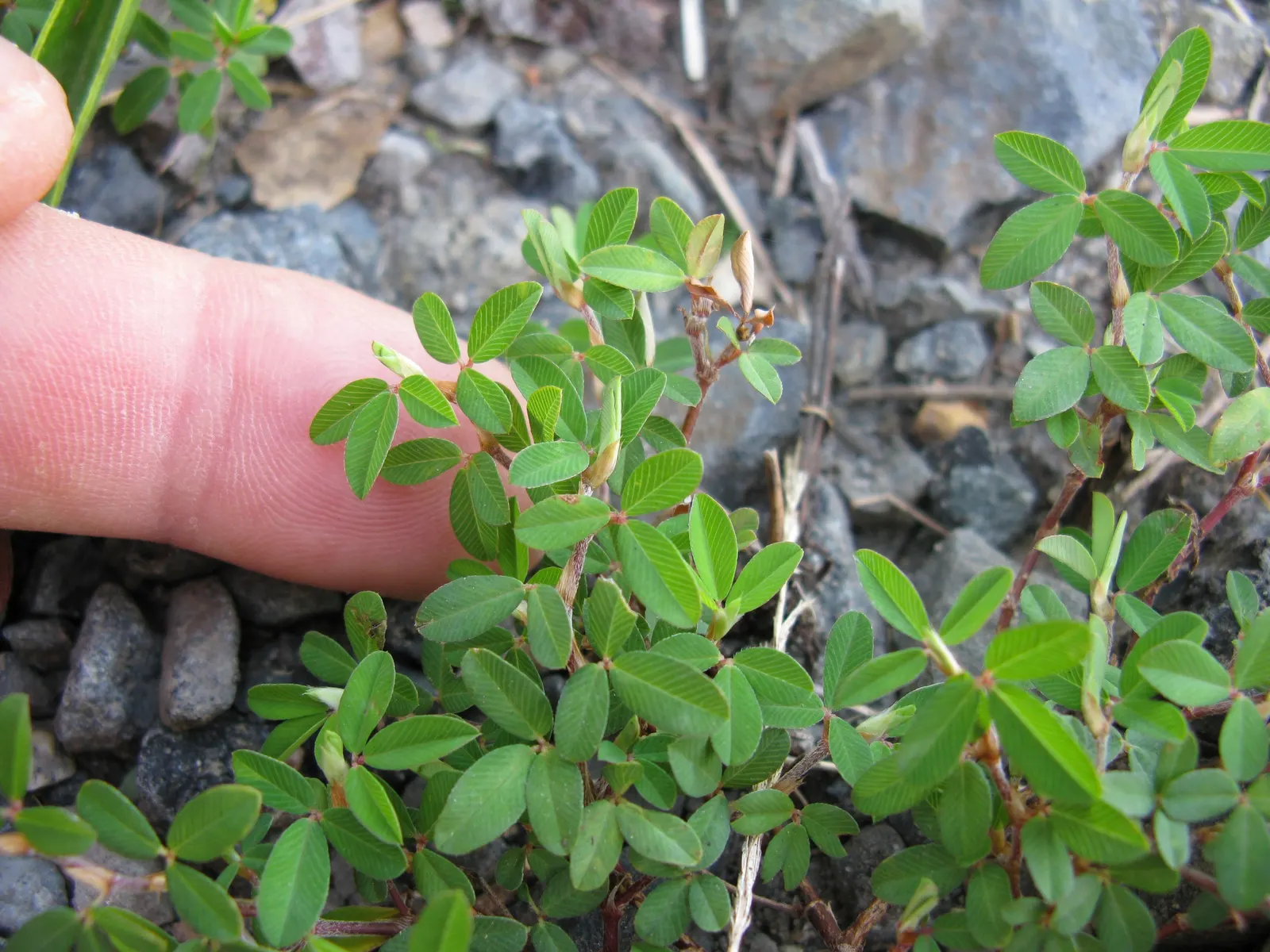 Japanese Bush Clover (Lespedeza Thunbergii 'Gibraltar') — pink flowers in the garden; prune in late winter for best blooms