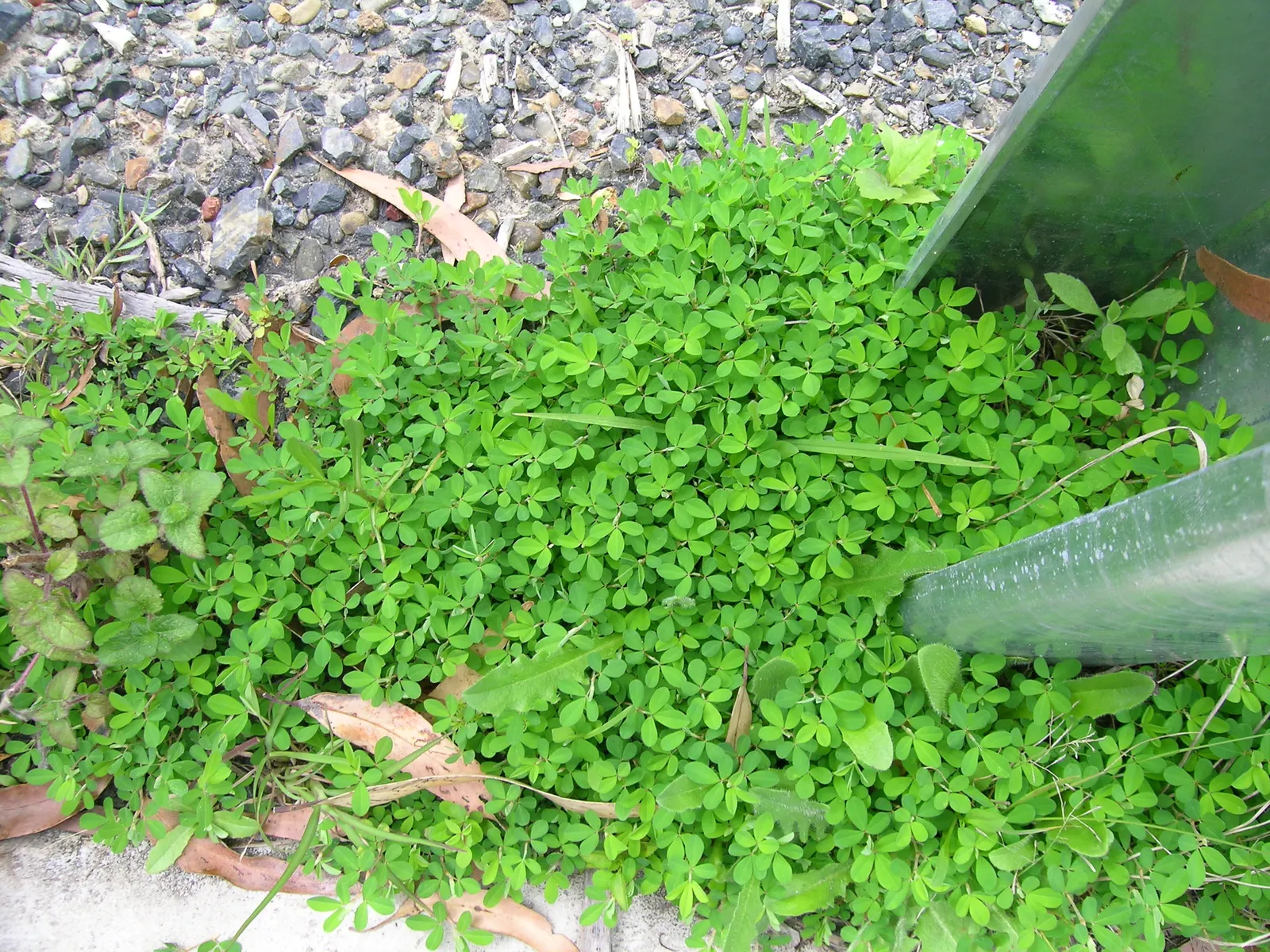 Japanese Bush Clover (Lespedeza Thunbergii 'Gibraltar') — scientifically known as Lespedeza thunbergii 'Gibraltar'; high-impact presence that, image 69