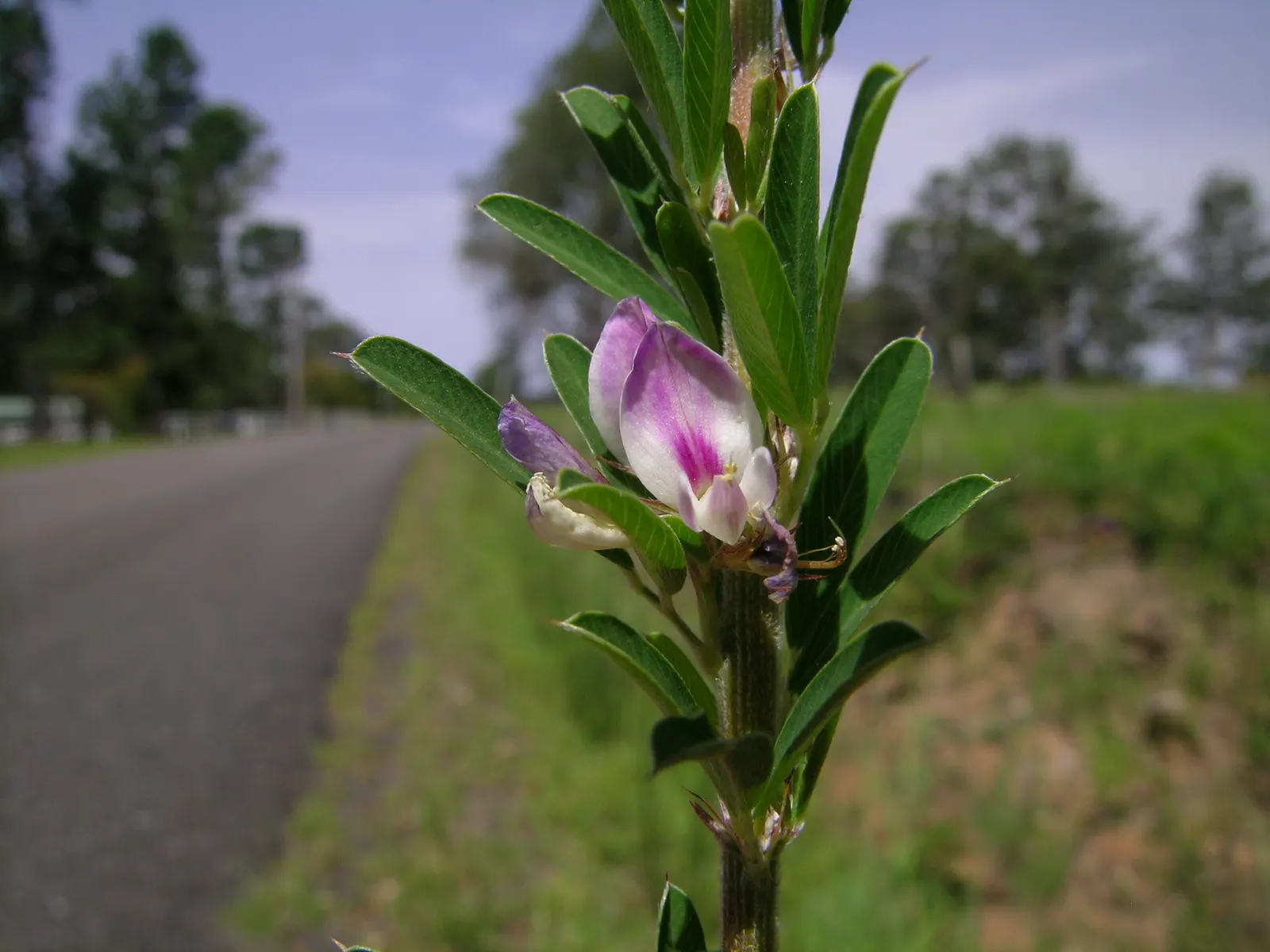 Japanese Bush Clover (Lespedeza Thunbergii 'Gibraltar') — This cultivar is notably drought-tolerant once established