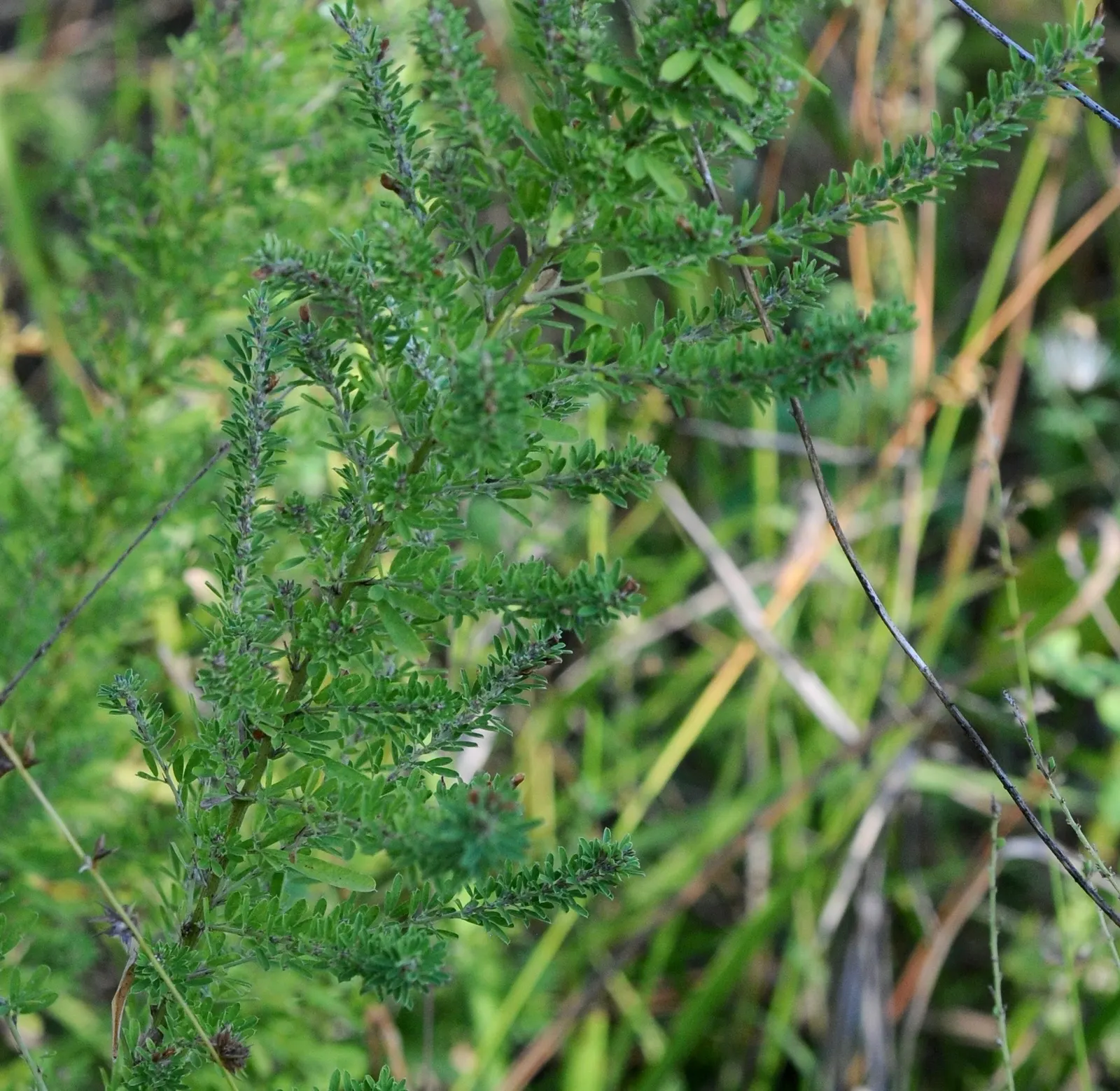 Japanese Bush Clover (Lespedeza Thunbergii 'Gibraltar') — high-impact presence that captivates viewers with its airy elegance and resilient nature, image 81