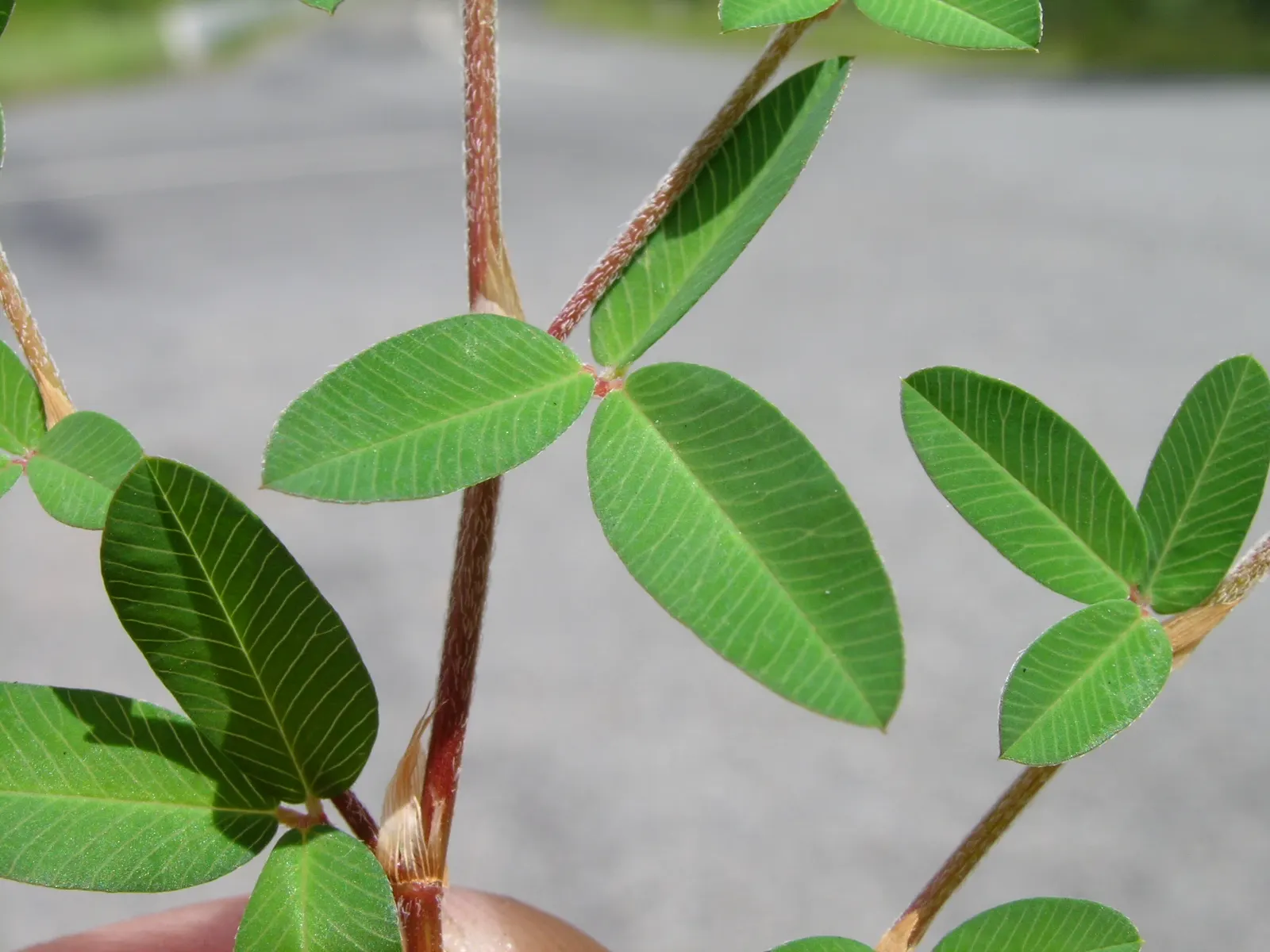 Japanese Bush Clover (Lespedeza Thunbergii 'Gibraltar') — arching deciduous shrub reaching 4-6 feet tall and wide; prune in late winter for best, image 43