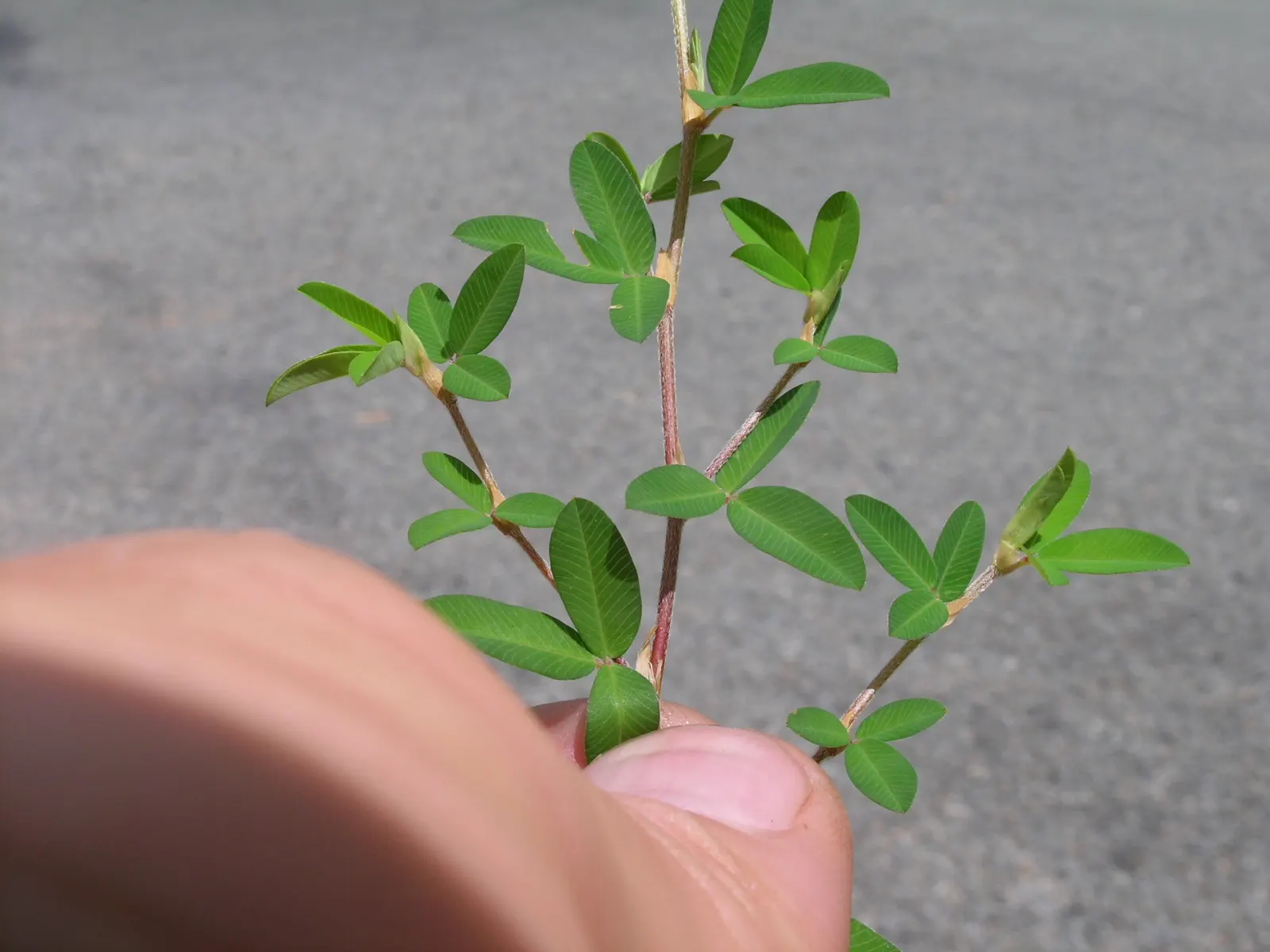 Japanese Bush Clover (Lespedeza Thunbergii 'Gibraltar') — pink flowers in the garden; prune in late winter for best blooms, image 82