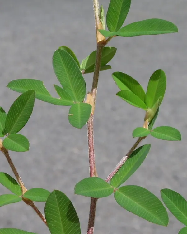 Japanese Bush Clover (Lespedeza Thunbergii 'Gibraltar') — 'Gibraltar' thrives in full sun to part shade and prefers well-drained soil; high-impact, image 75