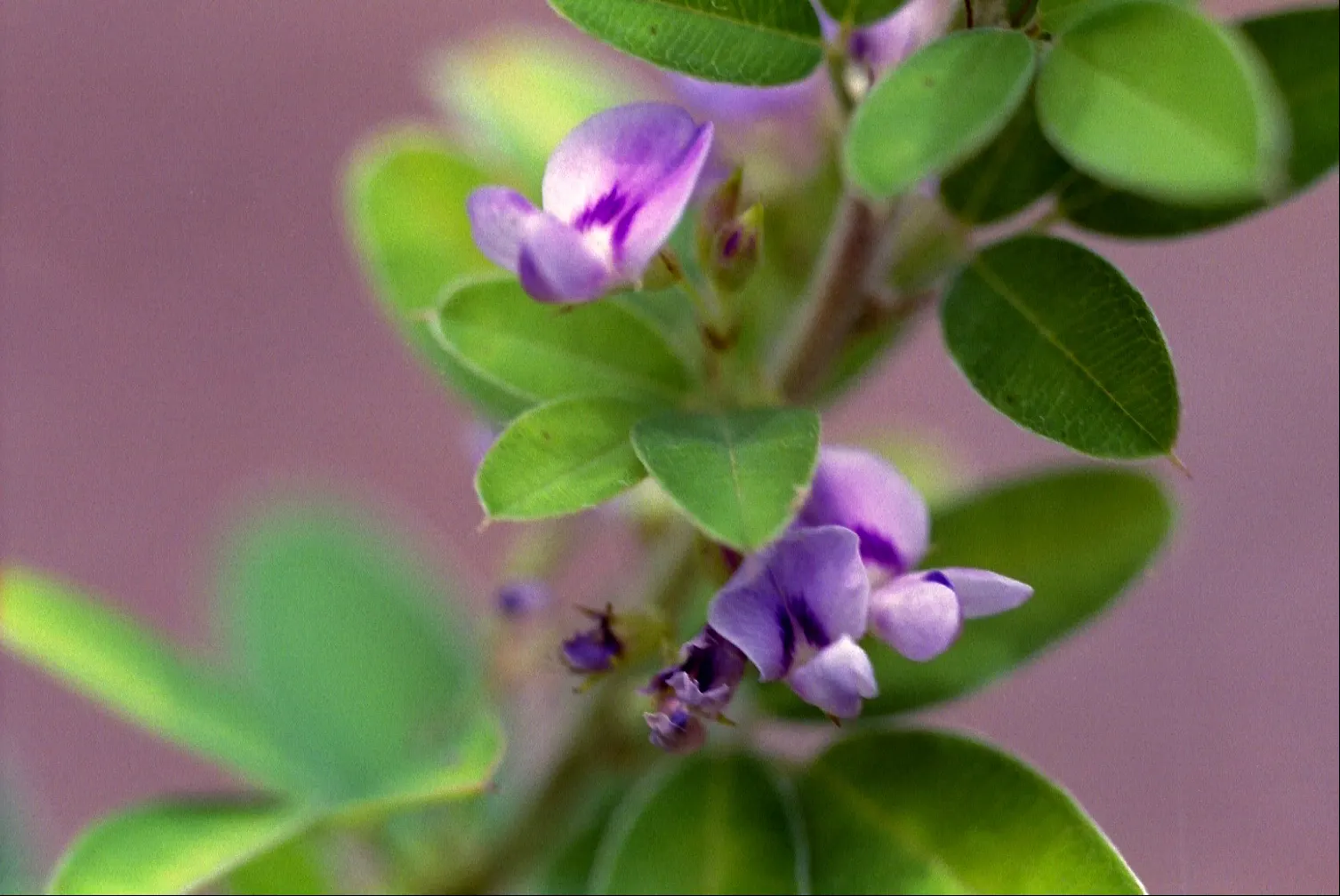 Japanese Bush Clover (Lespedeza Thunbergii 'Gibraltar') — Thrives in full sun to part shade, prefers well-drained soil, and tolerates drought once, image 24