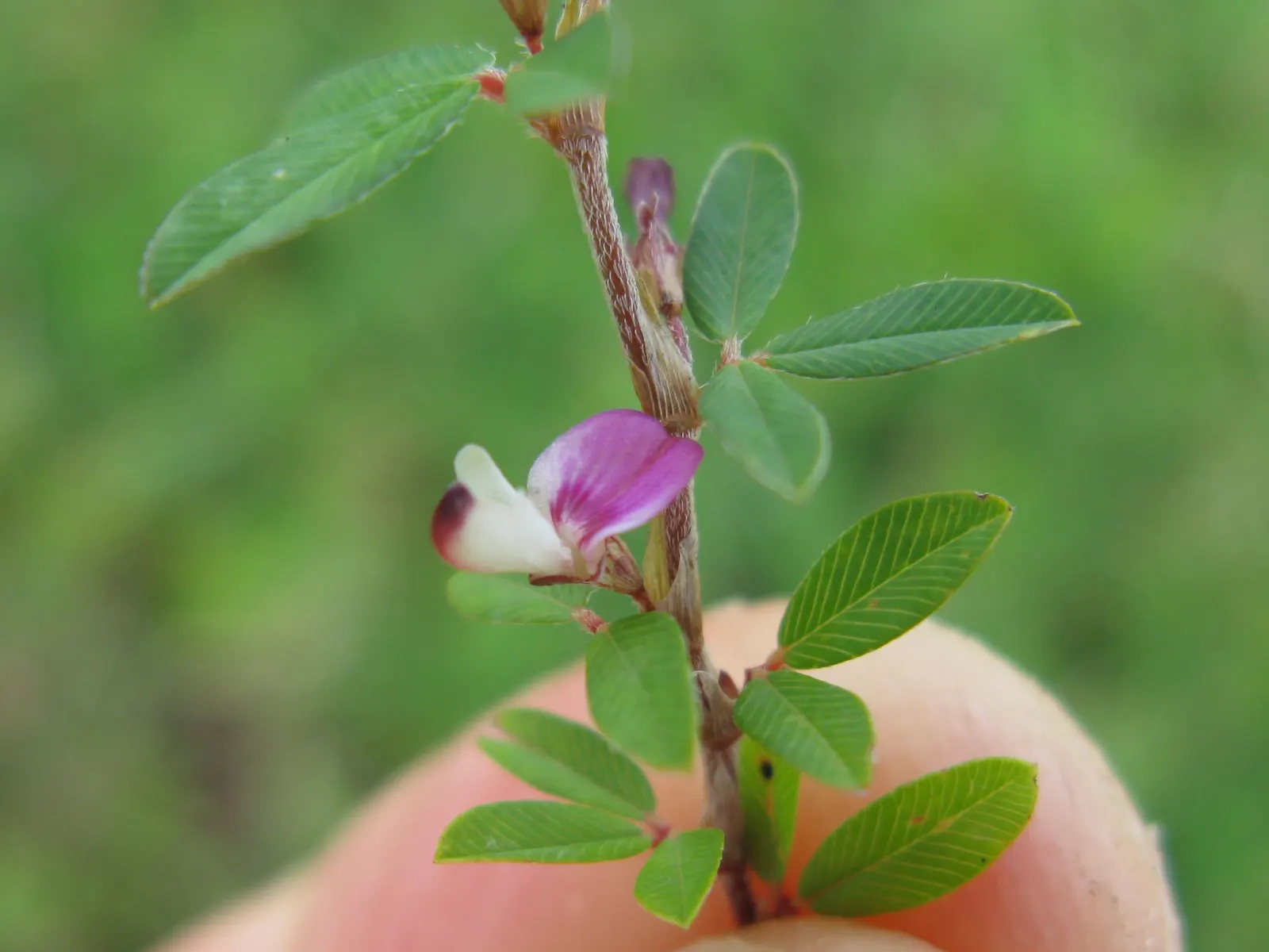 Japanese Bush Clover (Lespedeza Thunbergii 'Gibraltar') — pair it with ornamental grasses; high-impact presence that captivates viewers with its, image 78