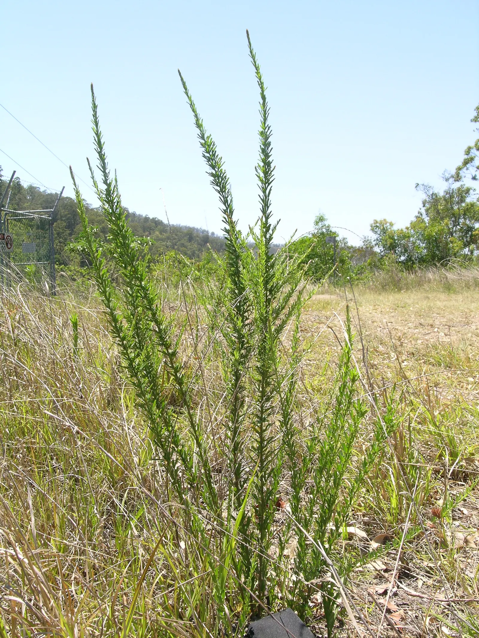 Japanese Bush Clover (Lespedeza Thunbergii 'Gibraltar') — 'Gibraltar' thrives in full sun to part shade and prefers well-drained soil; high-impact presence
