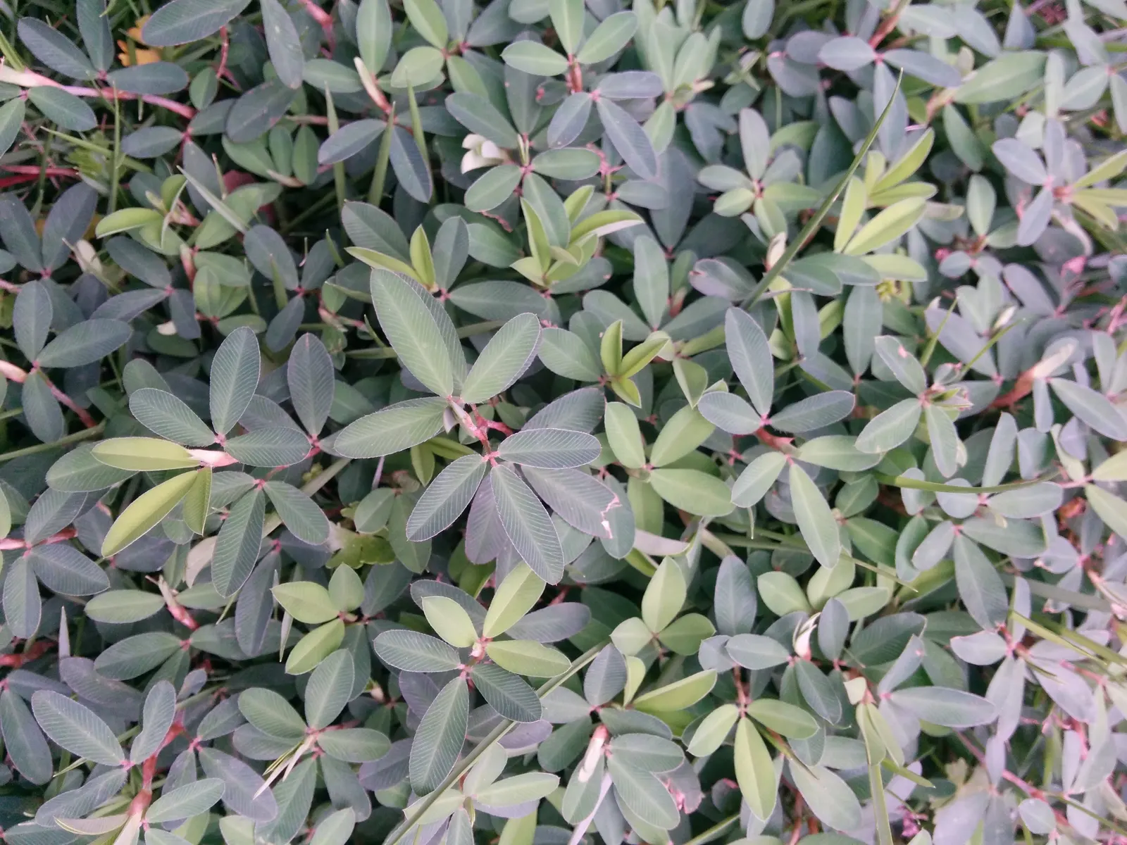Japanese Bush Clover (Lespedeza Thunbergii 'Gibraltar') — Thrives in full sun to part shade, prefers well-drained soil, and tolerates drought once, image 45