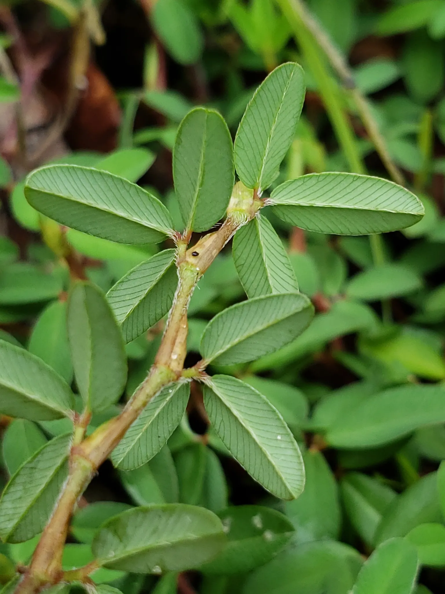 Japanese Bush Clover (Lespedeza Thunbergii 'Gibraltar') — Adorned with dense, rosy-purple flowers in late summer to fall, it creates a striking display; making