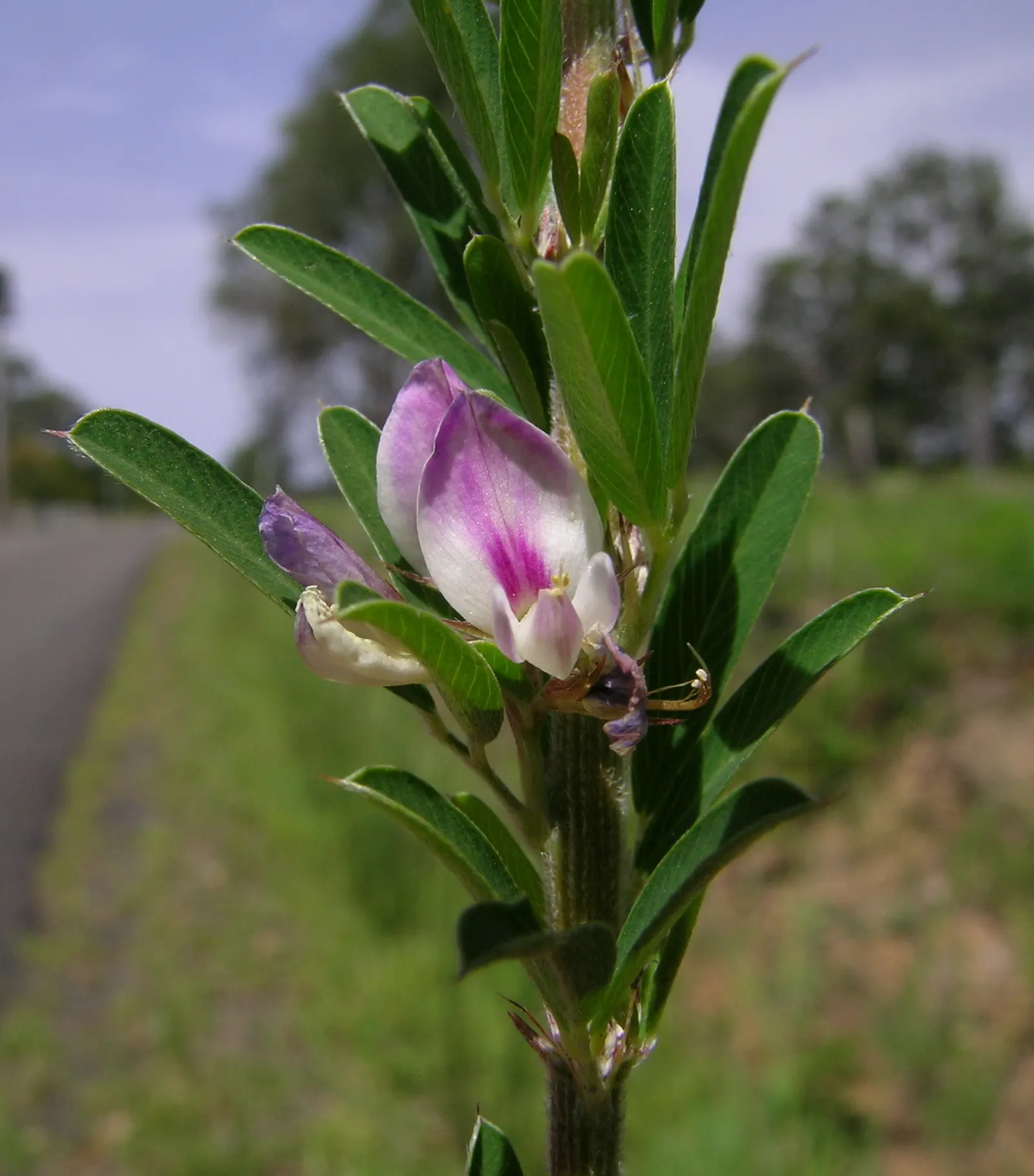 Japanese Bush Clover (Lespedeza Thunbergii 'Gibraltar') — This variety typically reaches a mature height of 4 to 5 feet with a spread of 5 to 6, image 73
