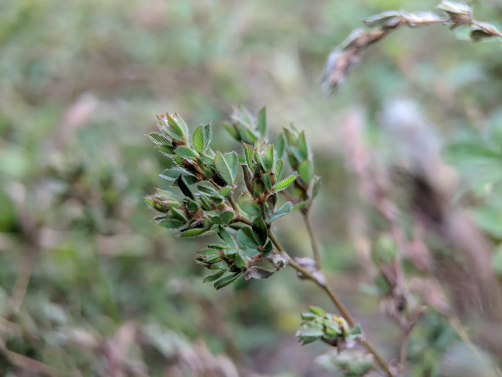 Japanese Bush Clover (Lespedeza Thunbergii 'Gibraltar') — Adds a burst of color and texture to any garden