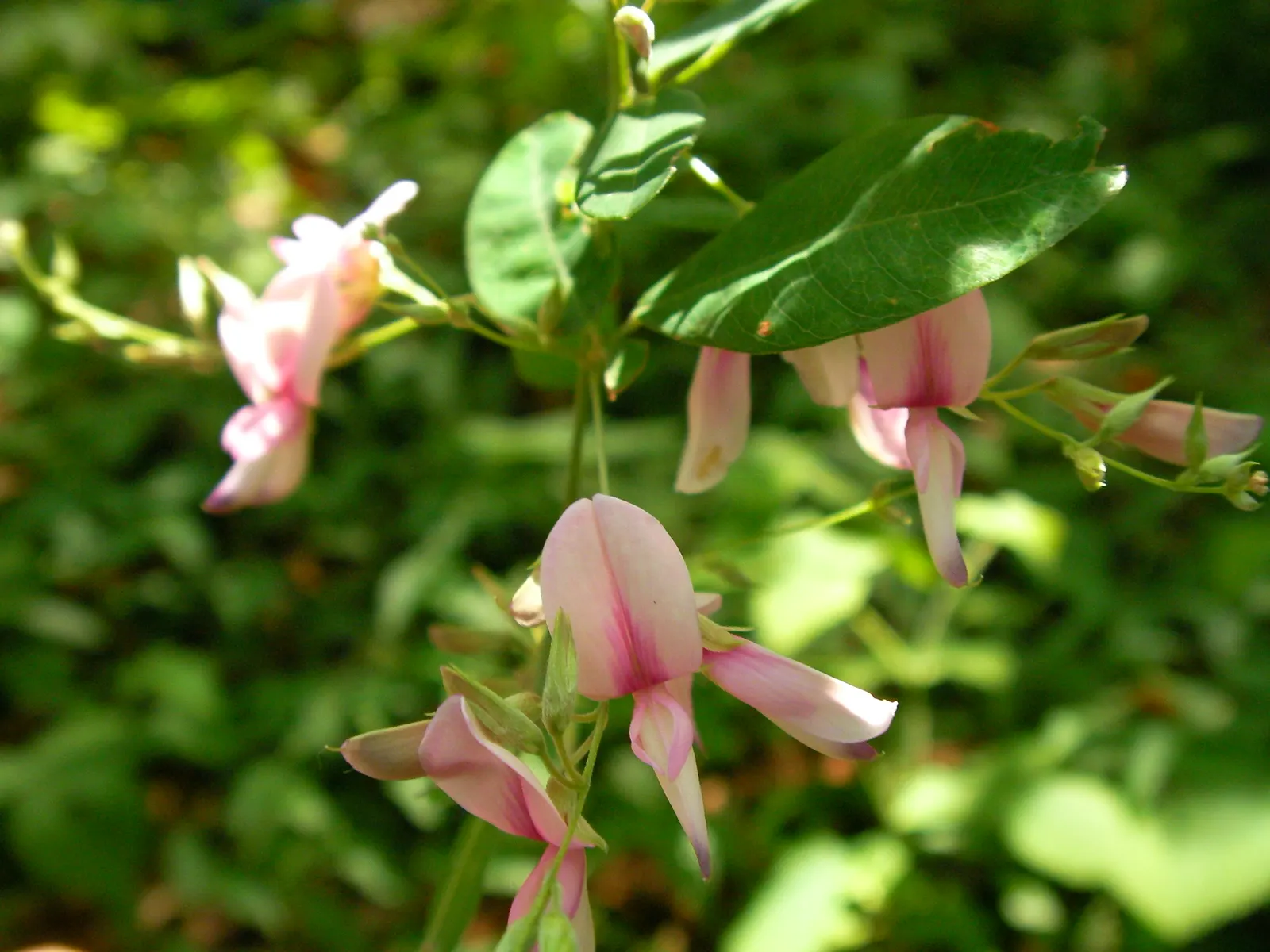 Japanese Bush Clover (Lespedeza Thunbergii 'Gibraltar') — The Japanese Bush Clover delivers a low-maintenance; making it an excellent choice for, image 59