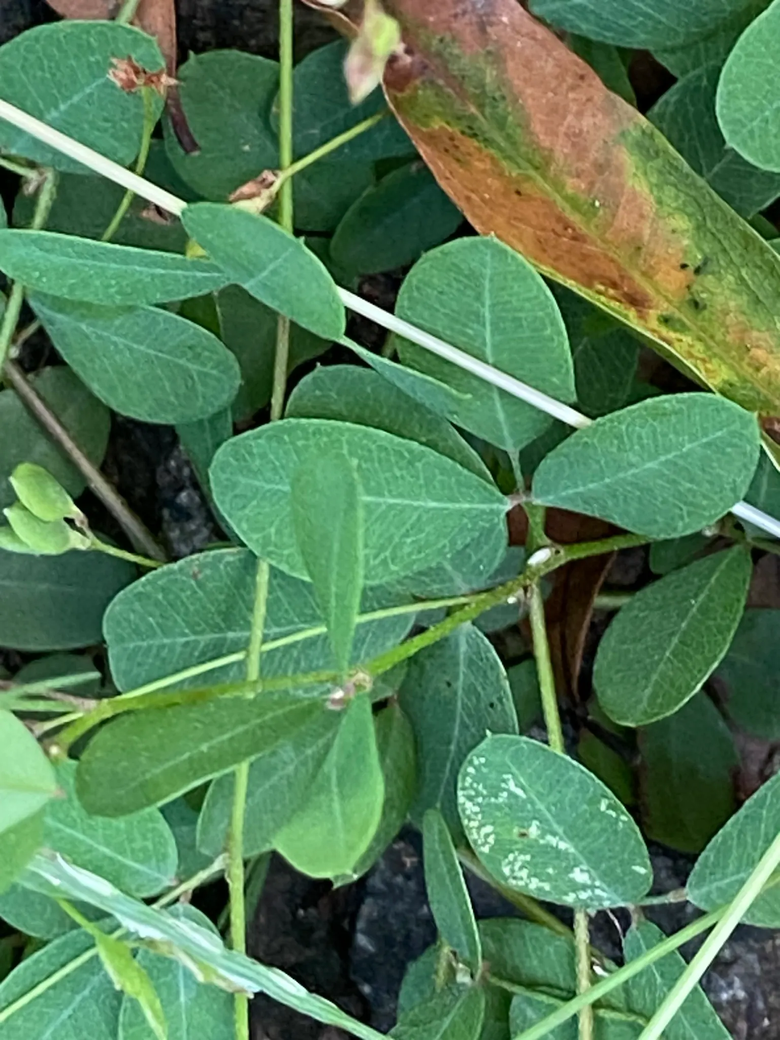 Japanese Bush Clover (Lespedeza Thunbergii 'Gibraltar') — creating a fountain-like effect