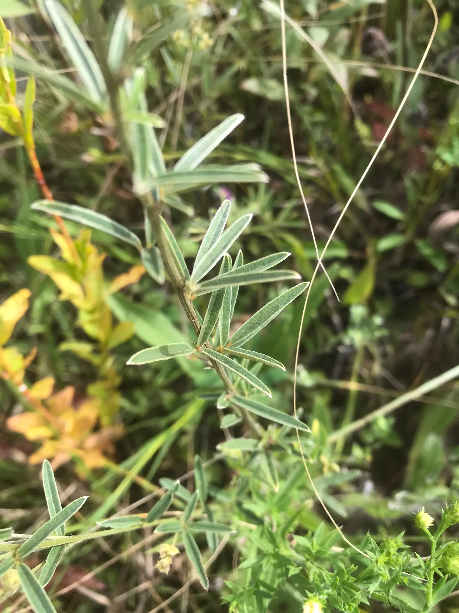 Japanese Bush Clover (Lespedeza Thunbergii 'Gibraltar') — This cultivar is notably drought-tolerant once established; prune in late winter for best blooms