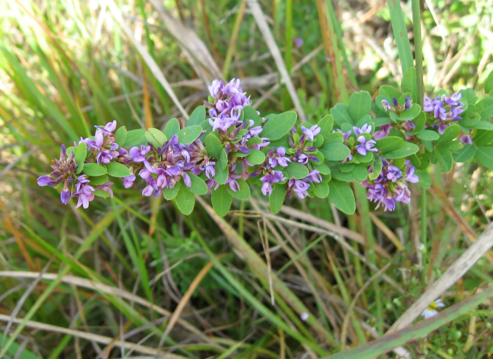 Japanese Bush Clover (Lespedeza Thunbergii 'Gibraltar') — Throughout the summer and into fall; prune in late winter for best blooms